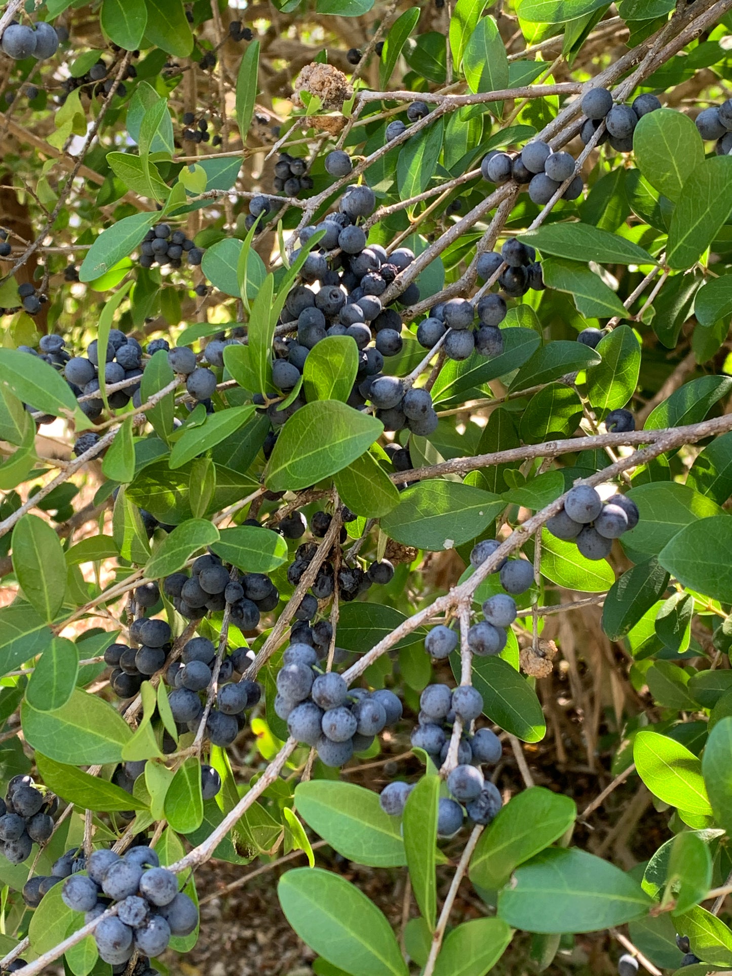 Florida Privet