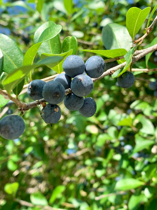Florida Privet
