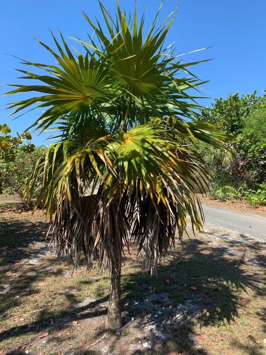 Florida Thatch Palm