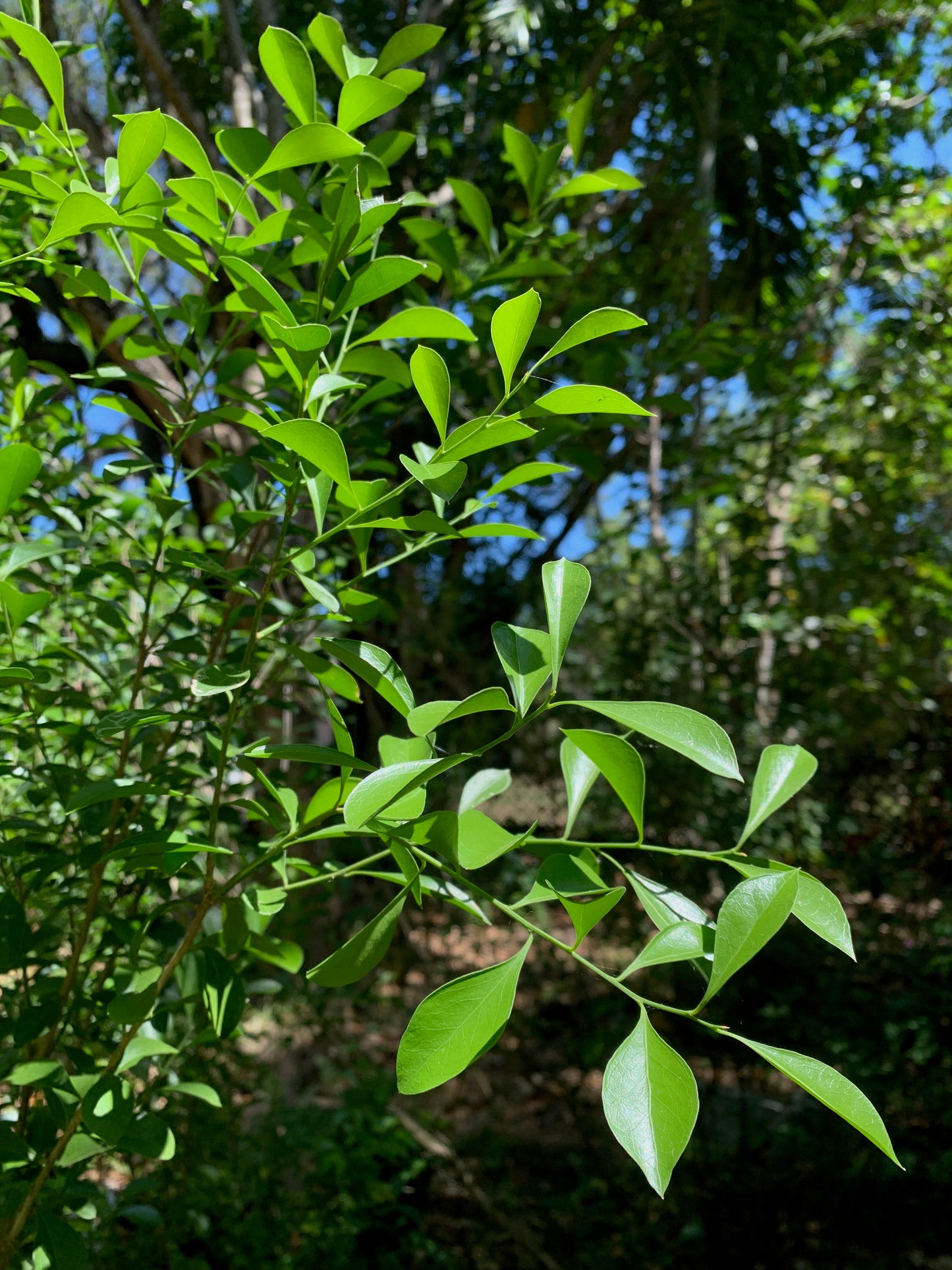 Florida Boxwood