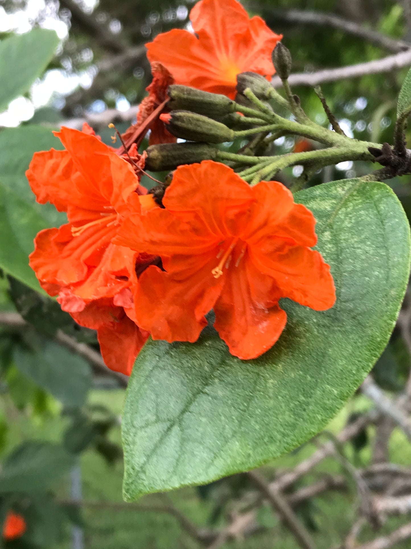 Orange Geiger Tree