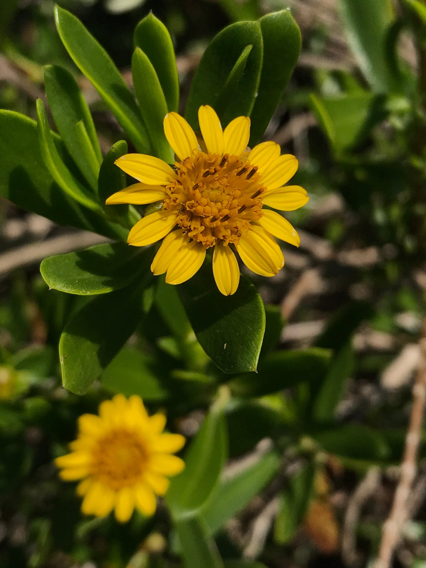 Green Sea Oxeye Daisy