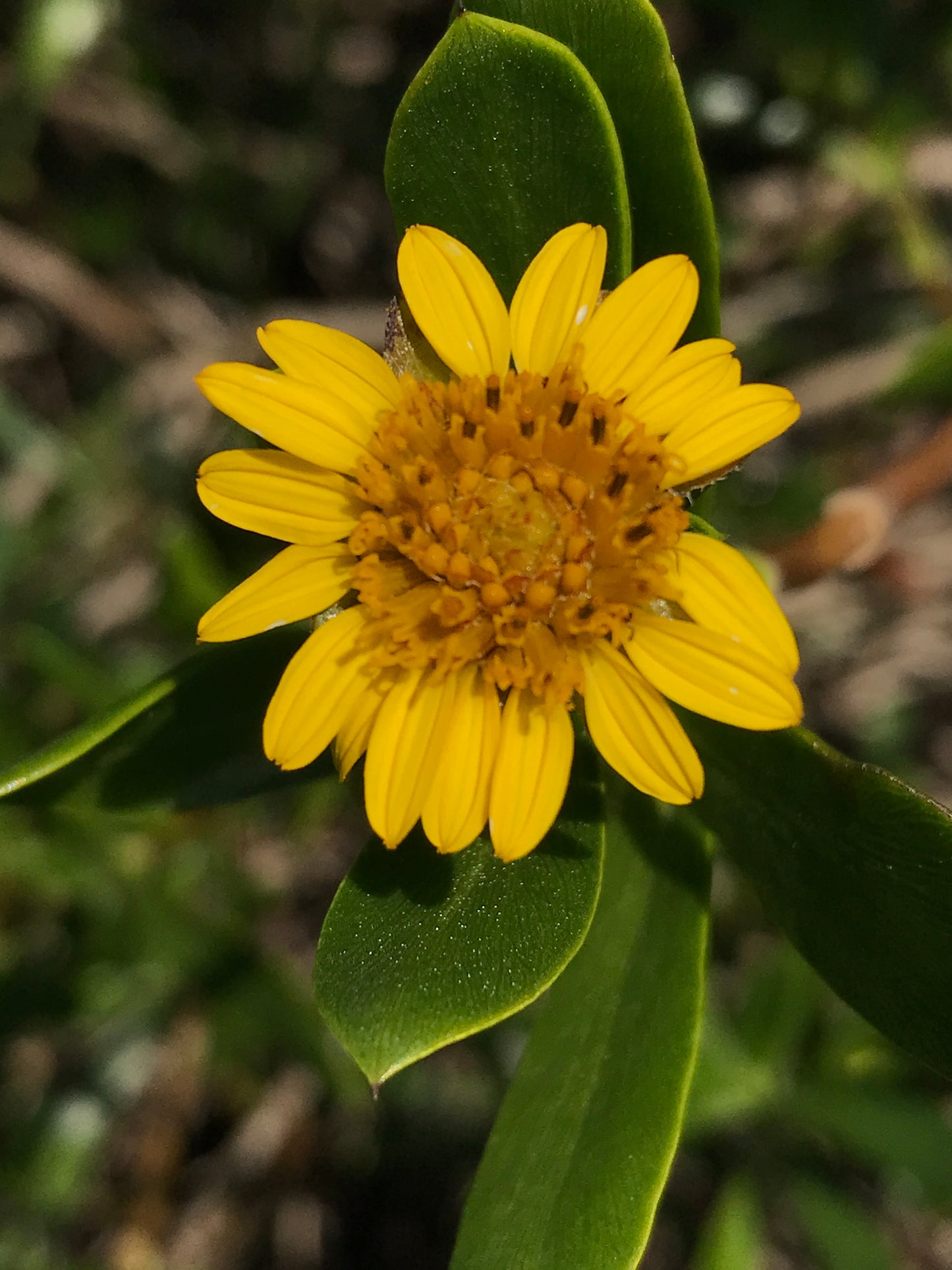Green Sea Oxeye Daisy