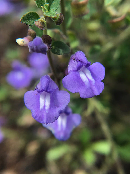 Havana Skullcap