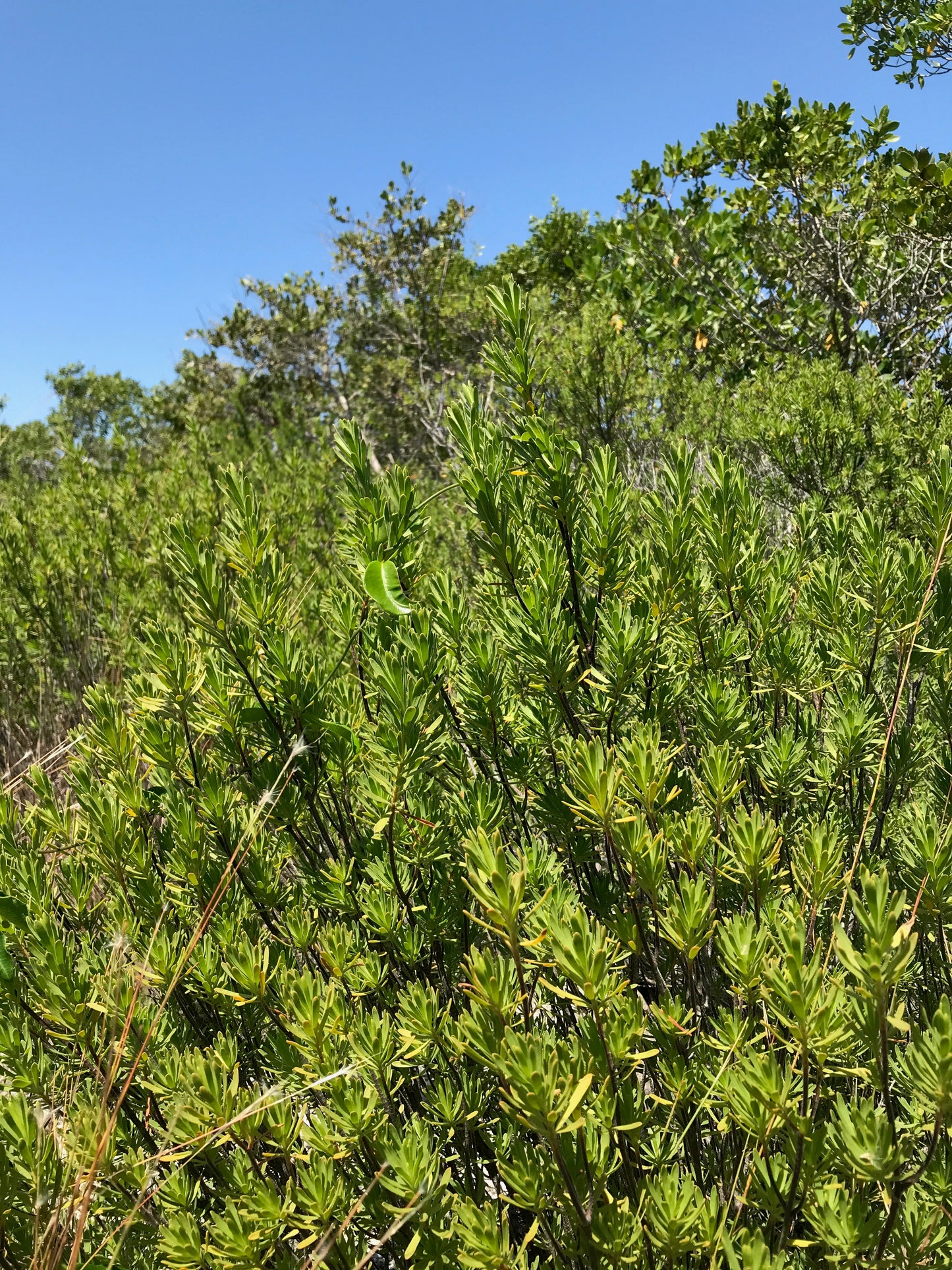 Bay Cedar