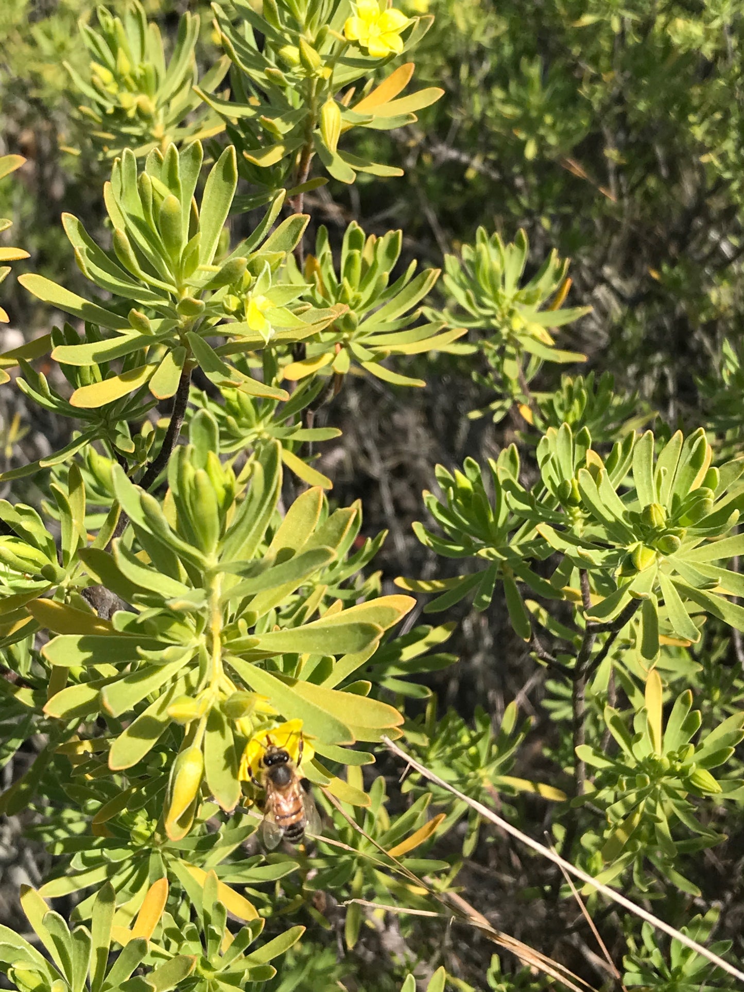Bay Cedar
