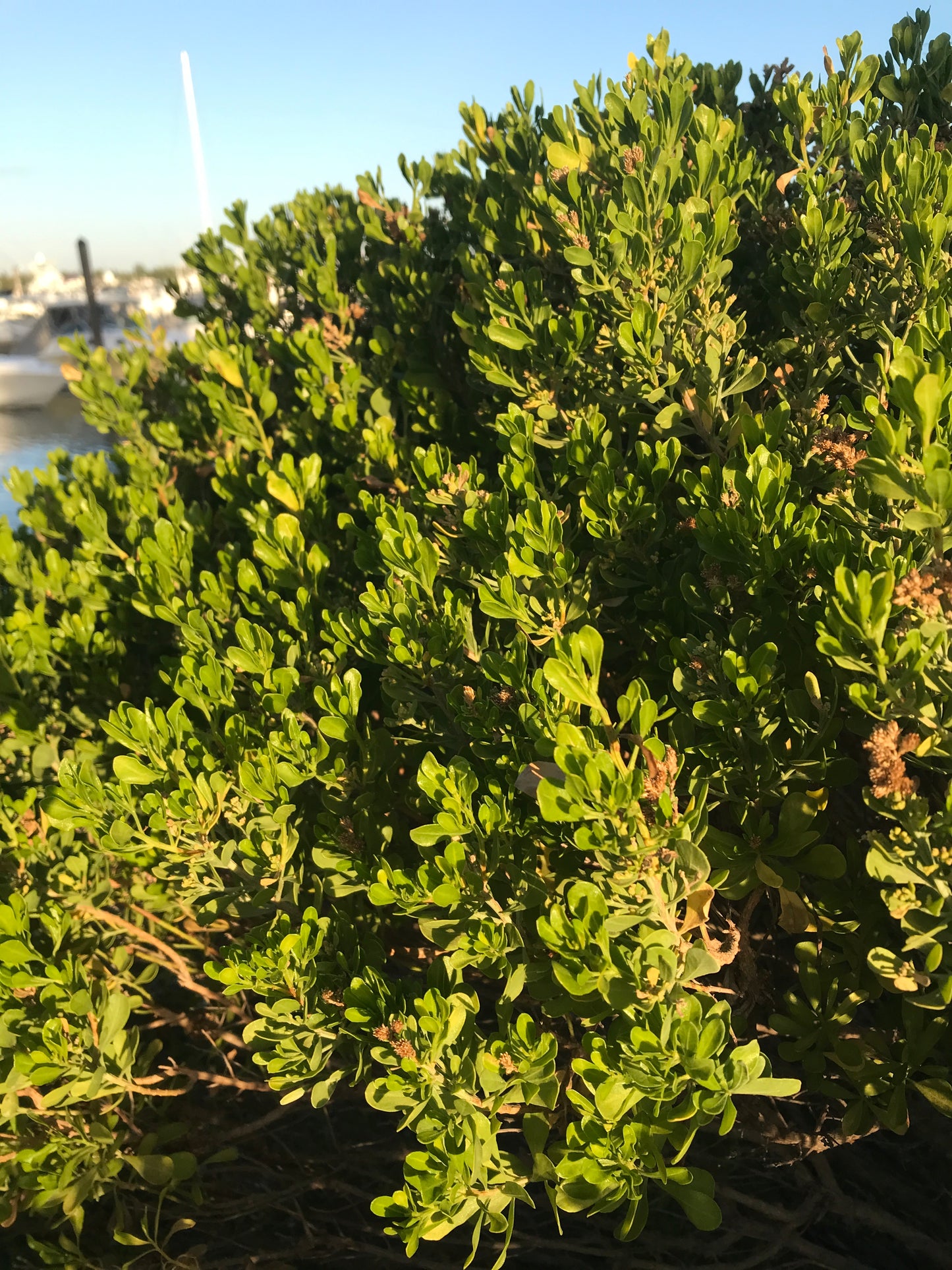 Hammock Groundselbush