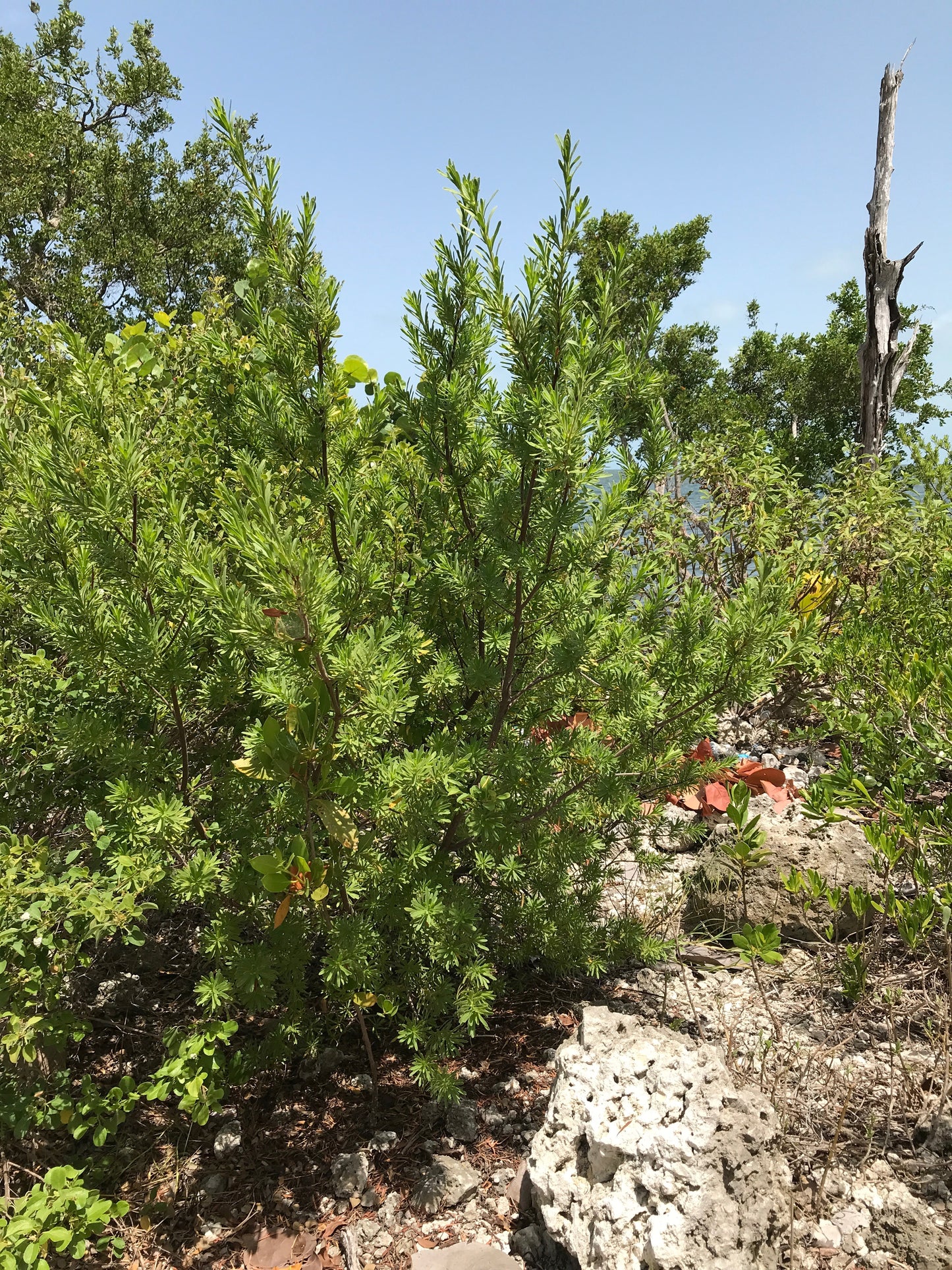 Bay Cedar