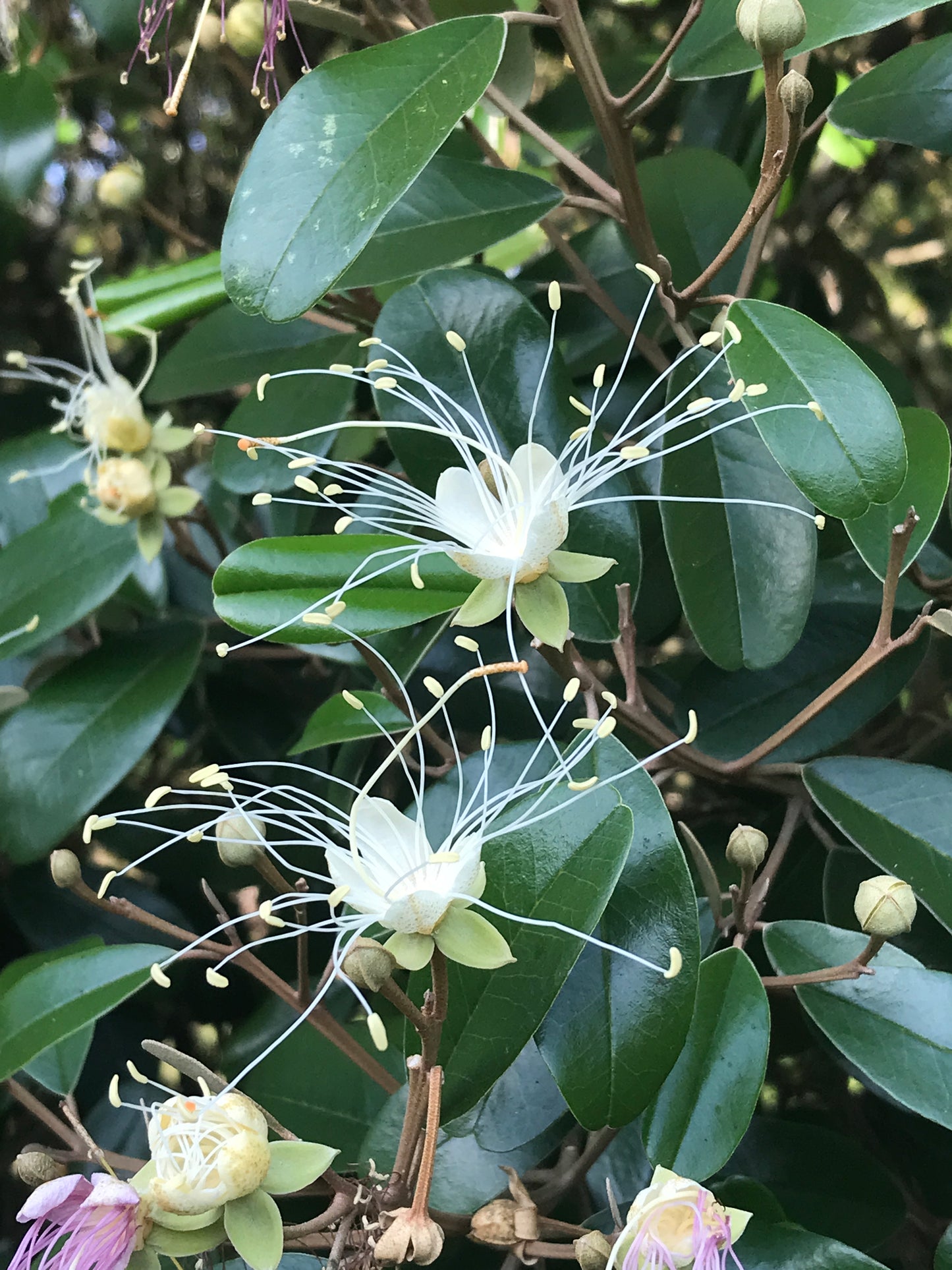 Jamaican Caper