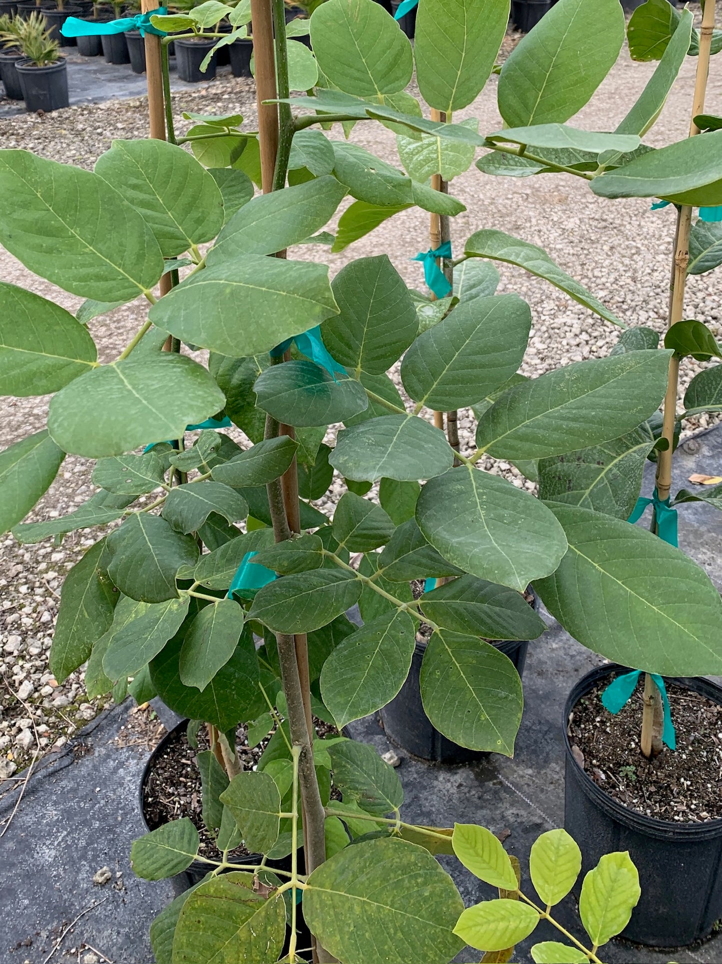 Jamaican Dogwood