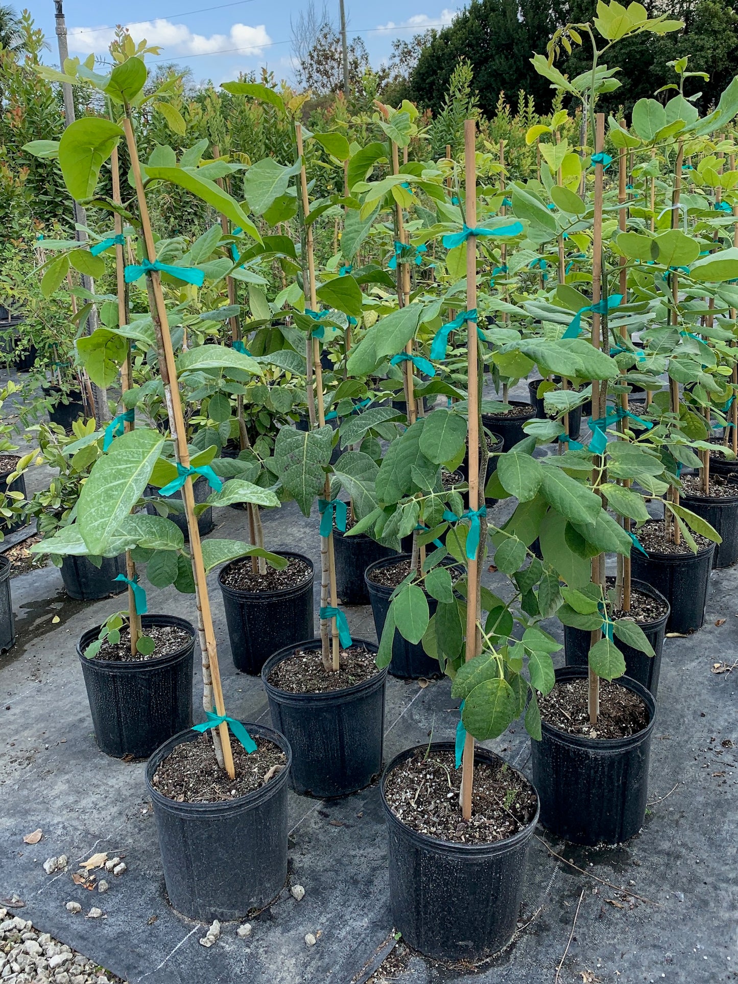 Jamaican Dogwood