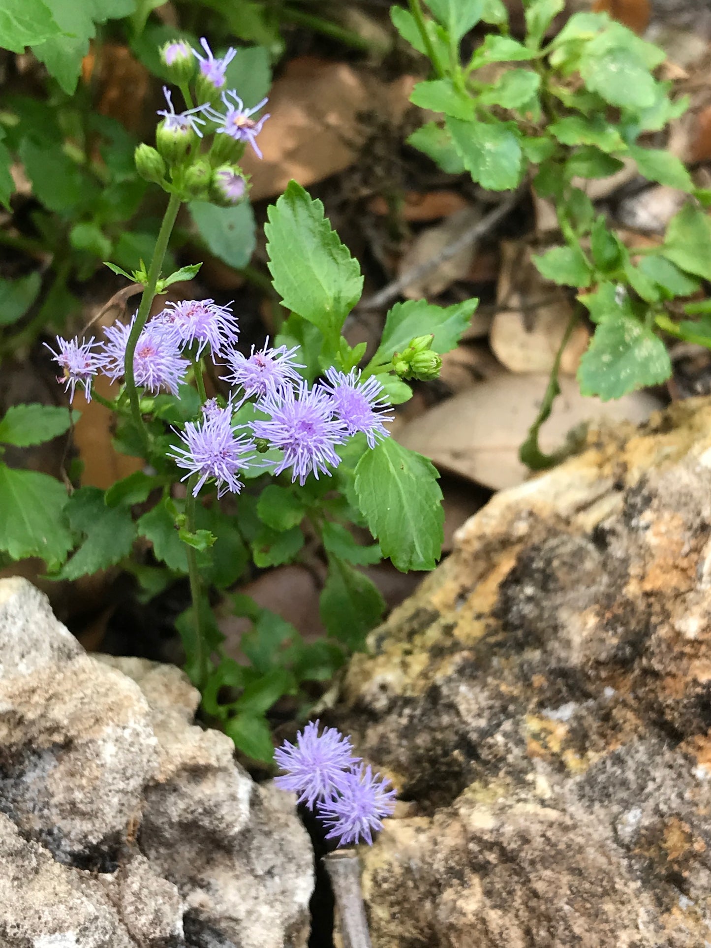 Keys Ageratum