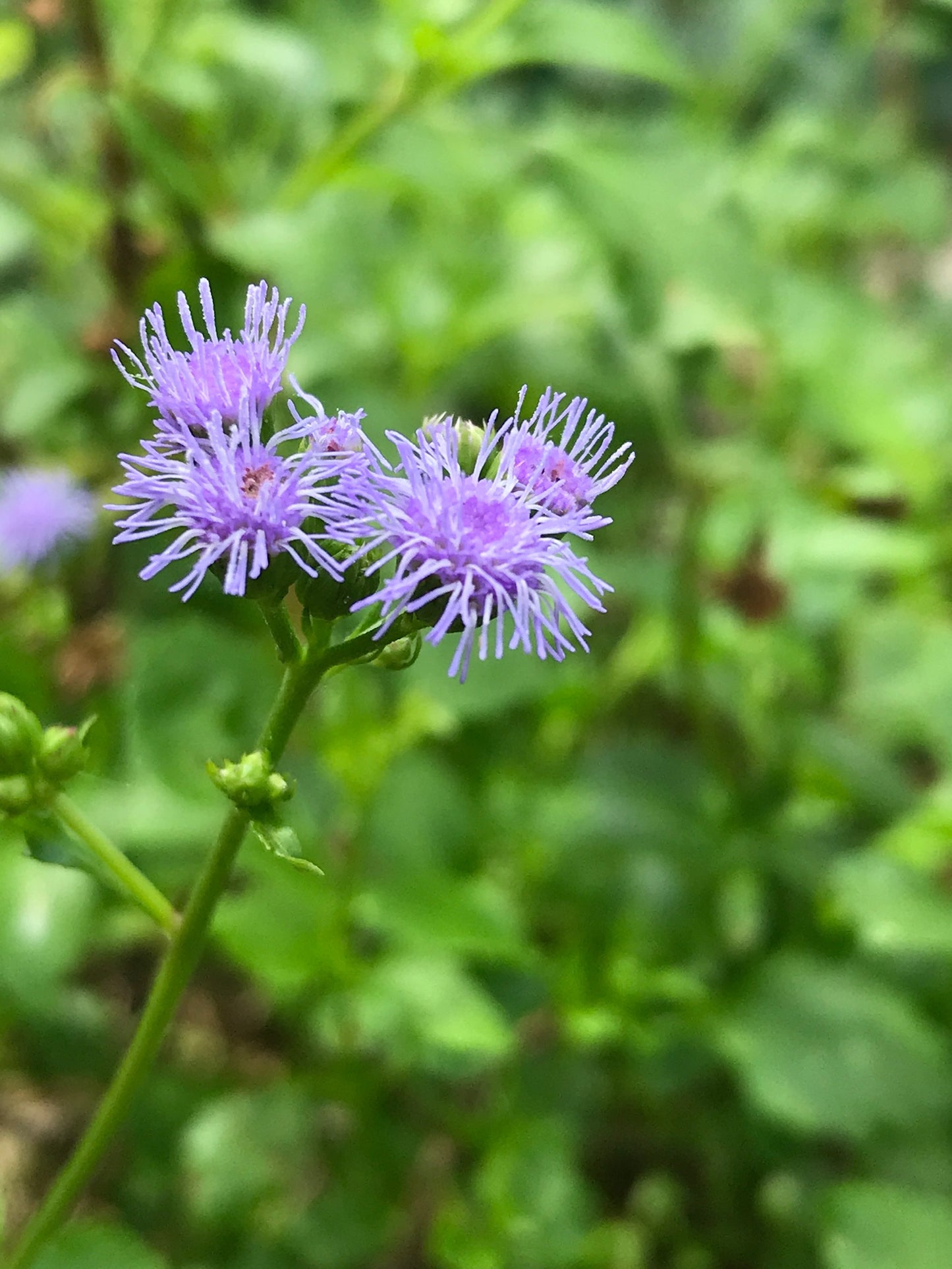 Keys Ageratum