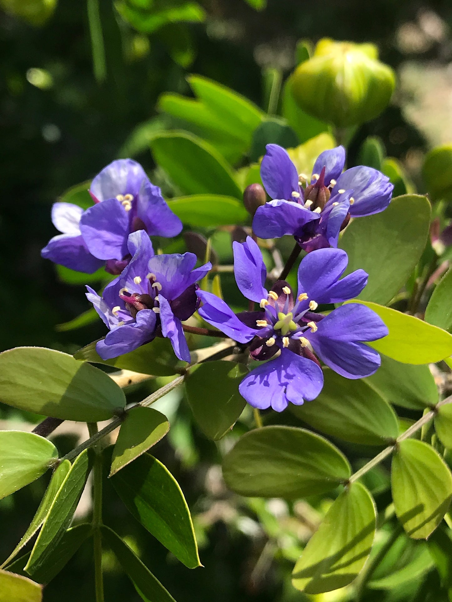 Miami Native Plants Gift Card