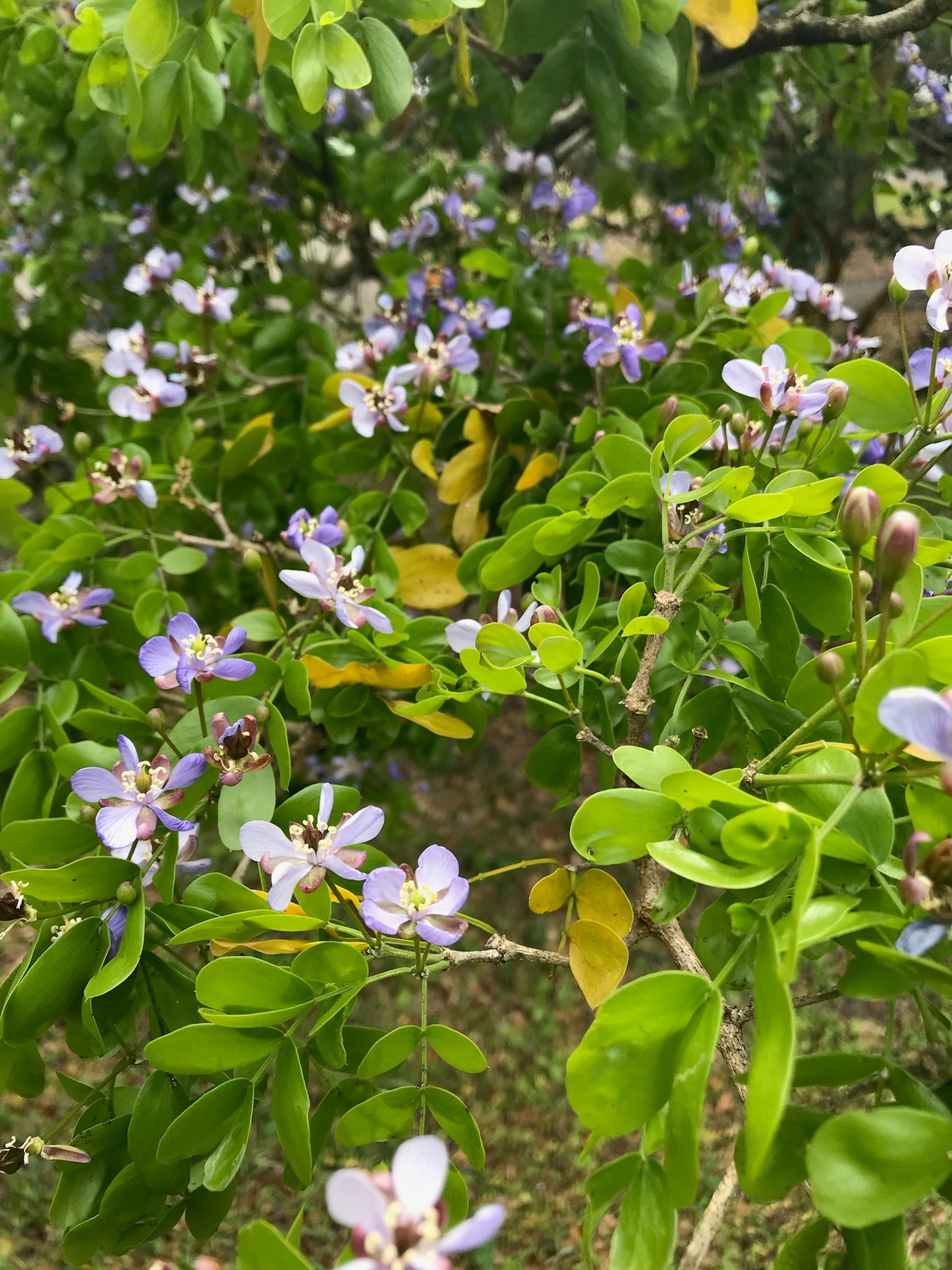 Ligum Vitae Guacum