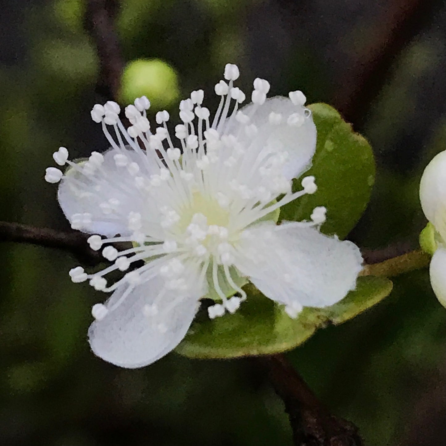 Miami Native Plants Gift Card