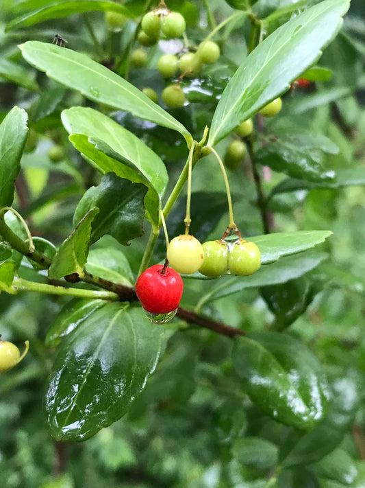 Maidenberry