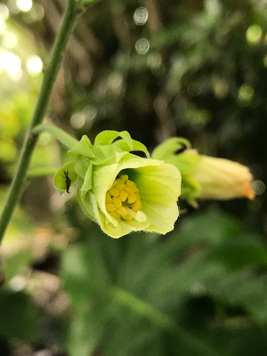 Mangrove Mallow