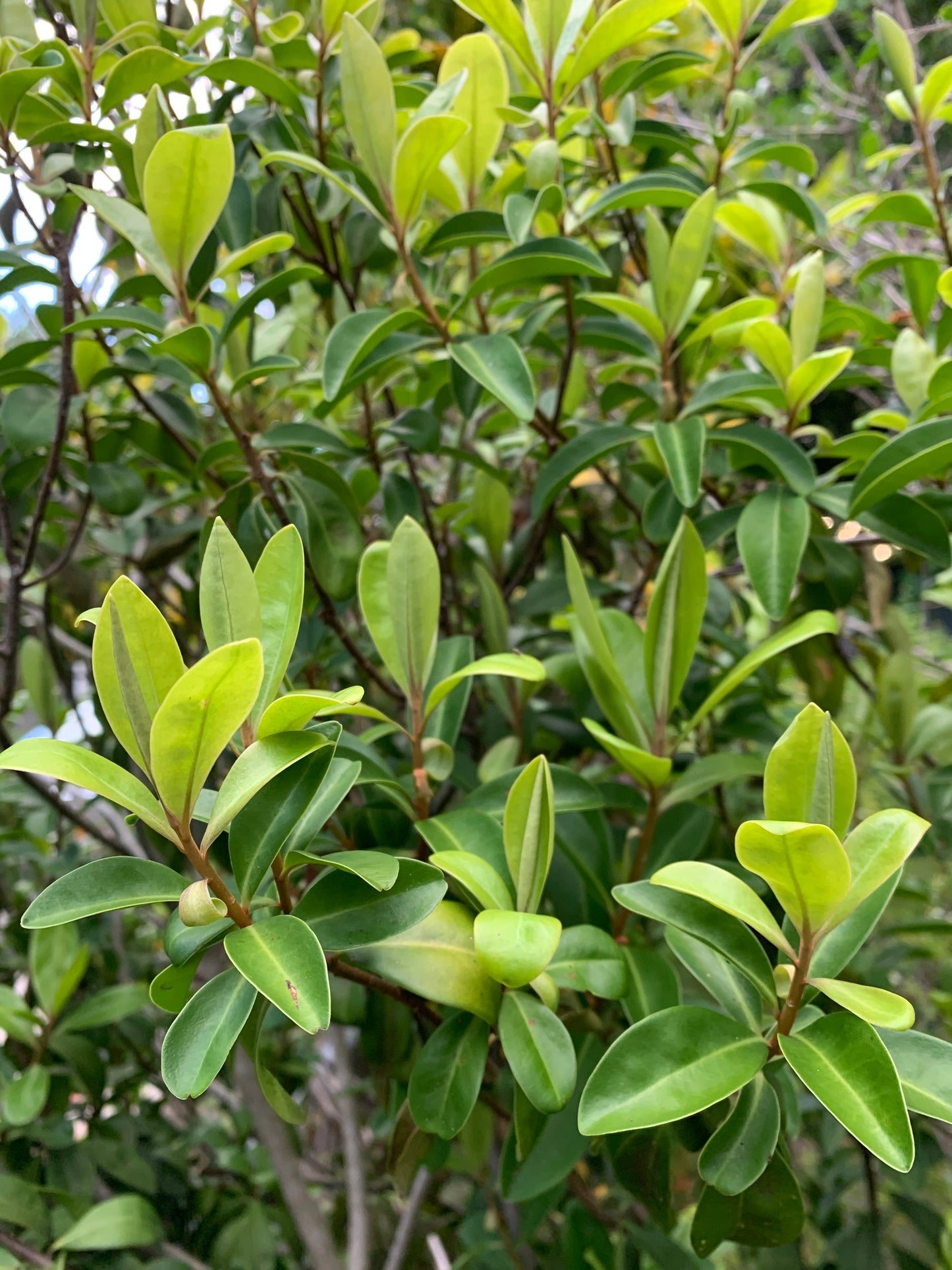Marlberry