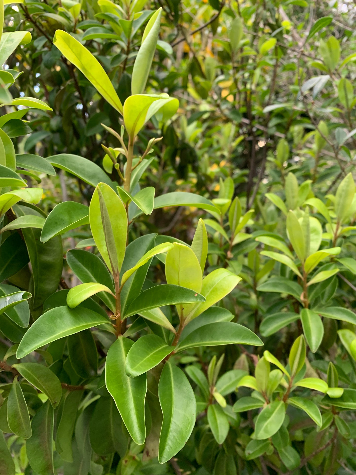 Marlberry