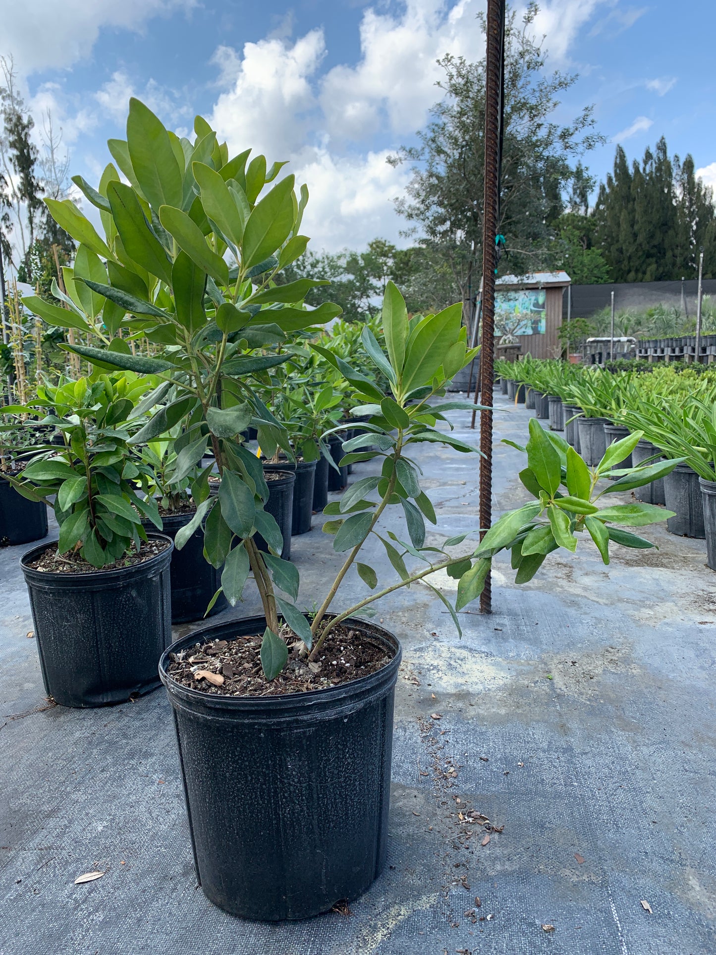 Florida Myrsine