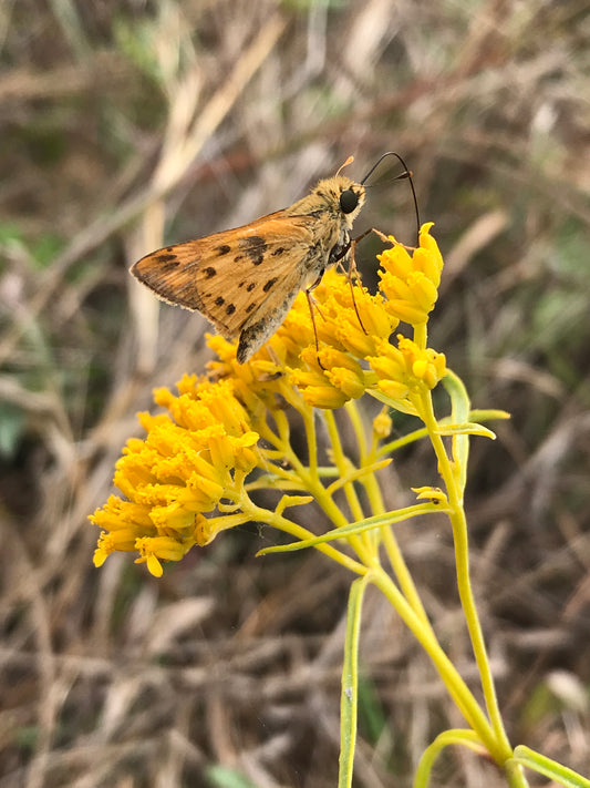 Narrow-leaf Yellowtop