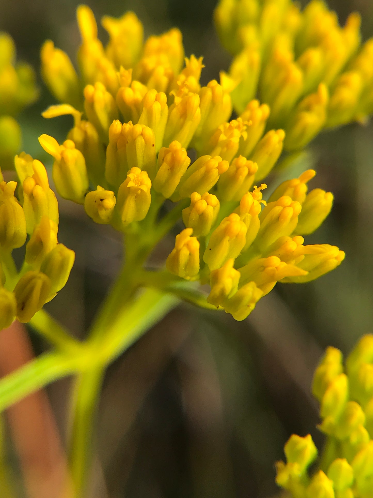 Miami Native Plants Gift Card