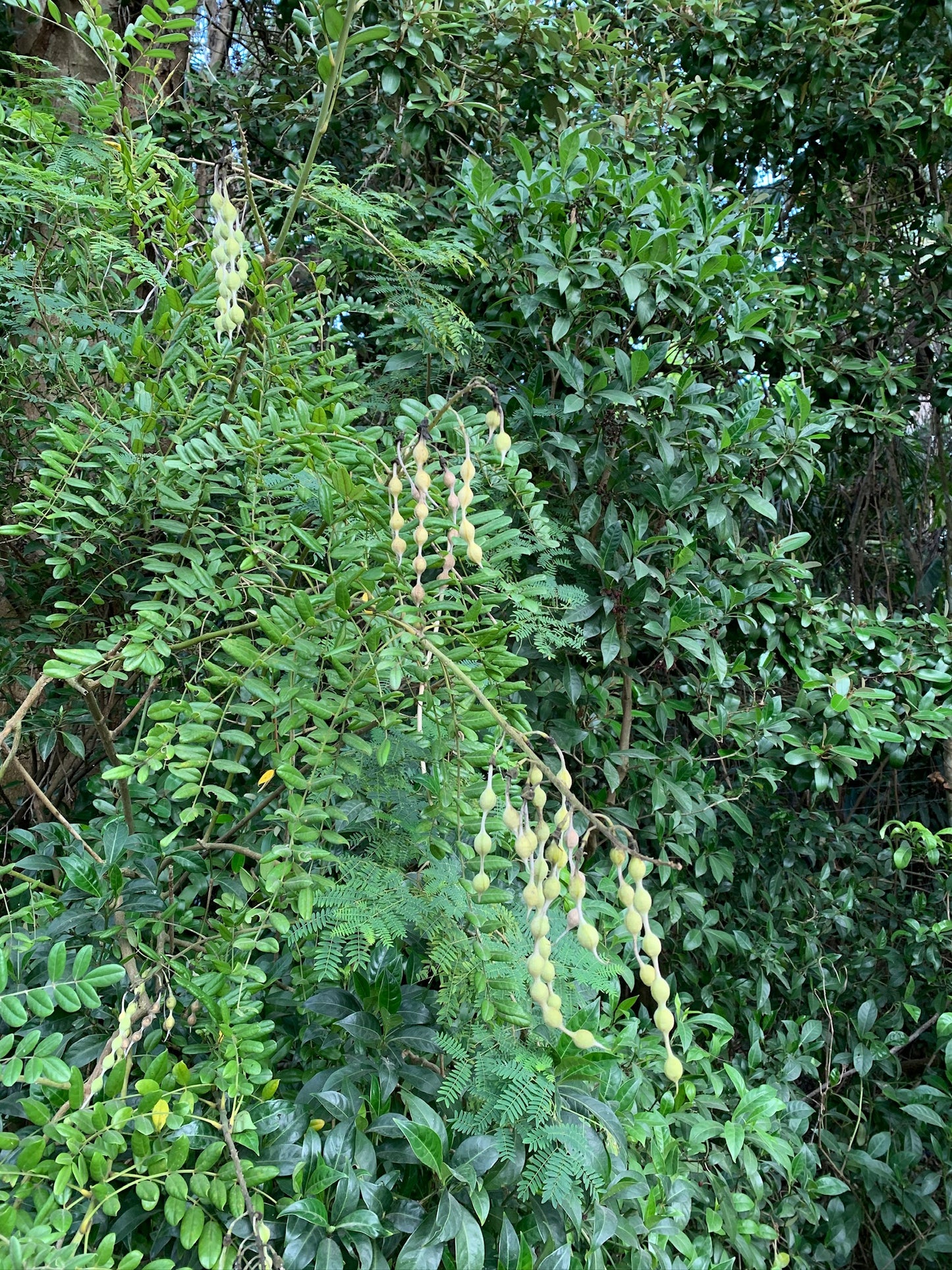 Florida Necklacepod