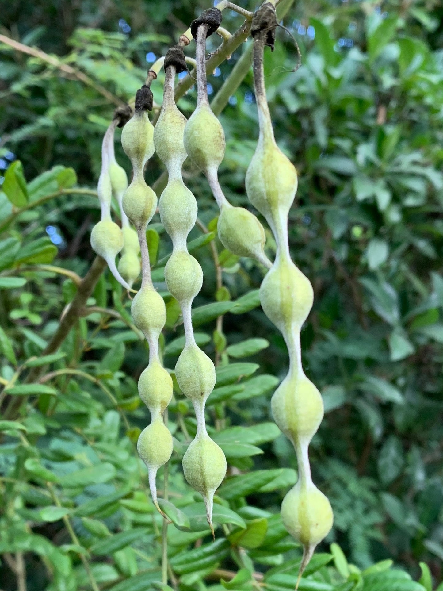 Florida Necklacepod