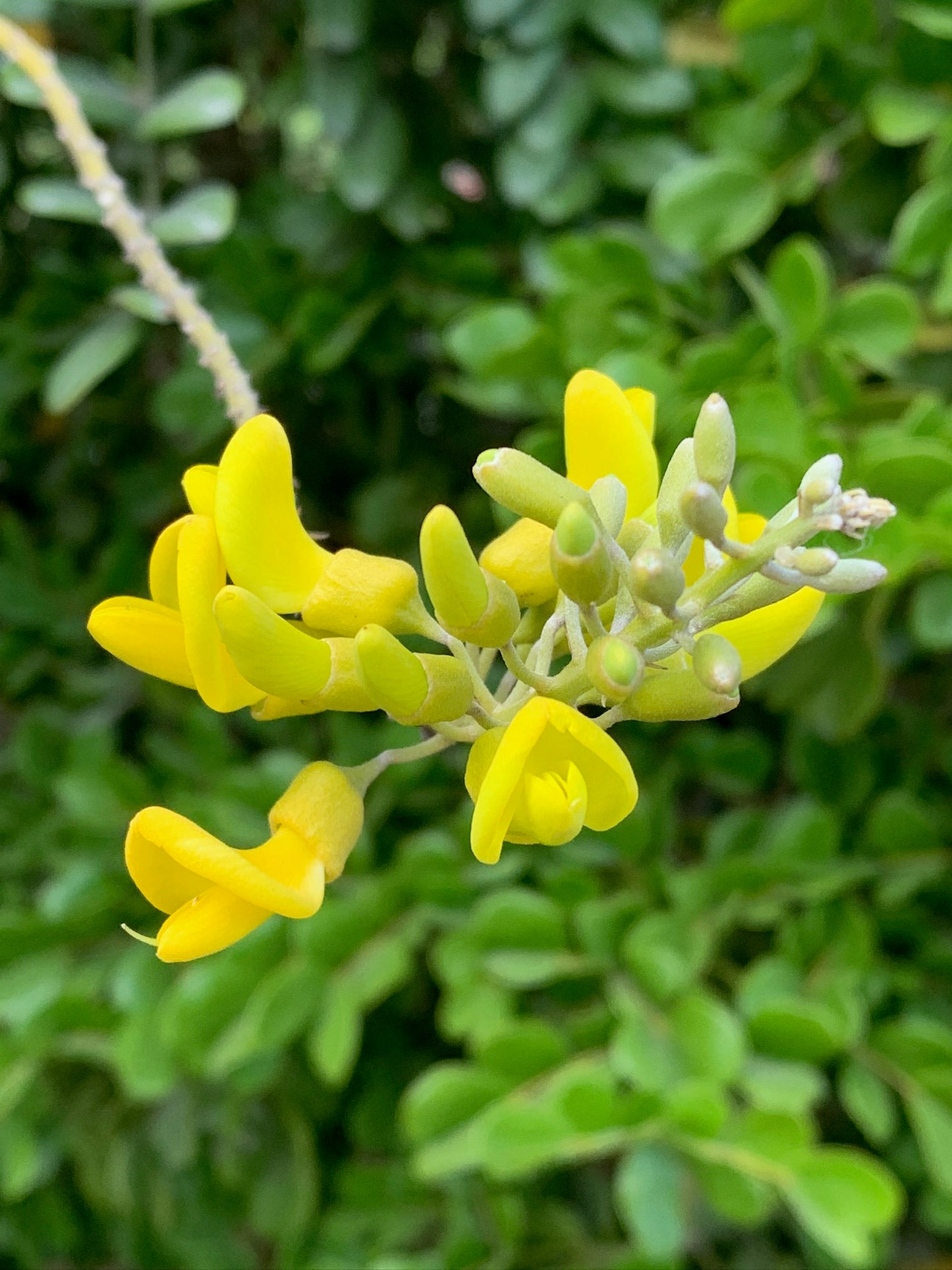 Florida Necklacepod