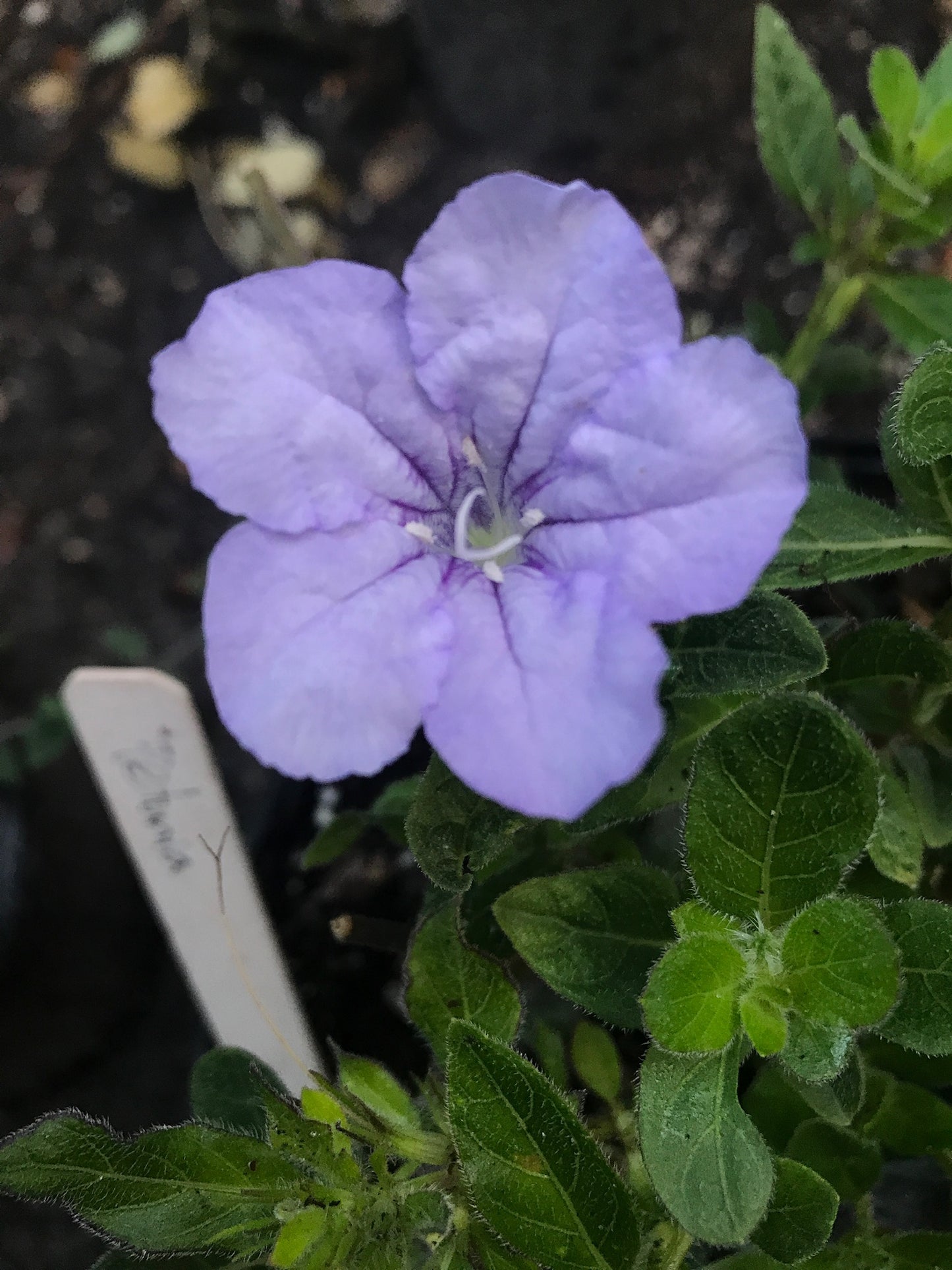 Pineland Petunia