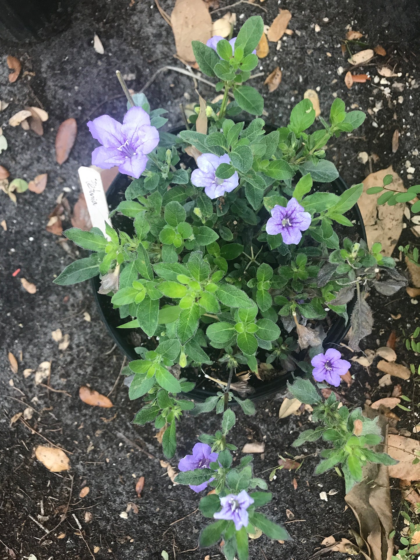 Pineland Petunia