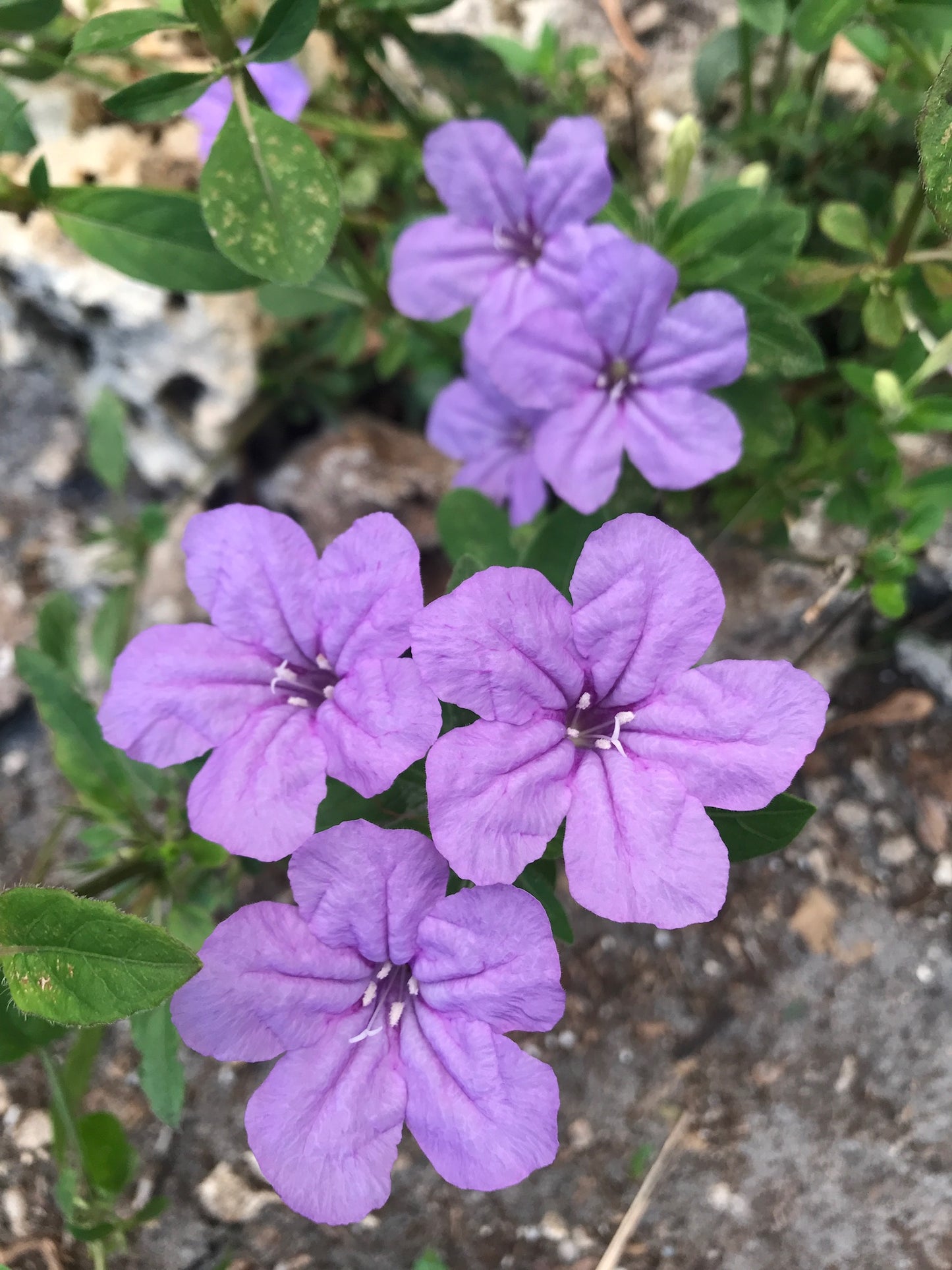 Pineland Petunia