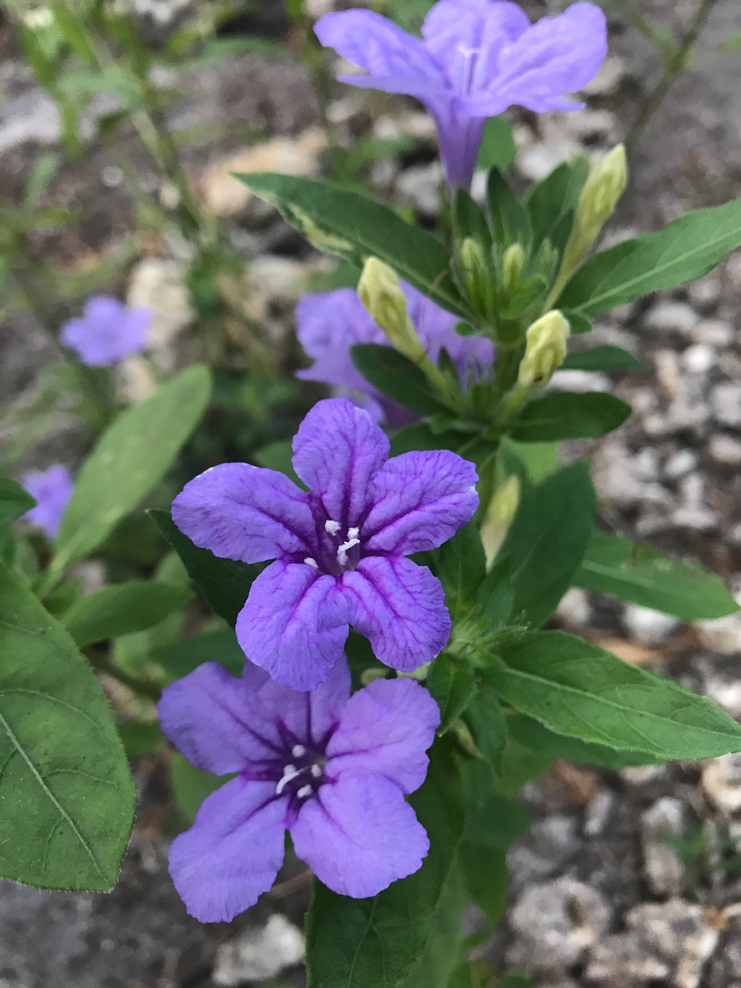 Pineland Petunia