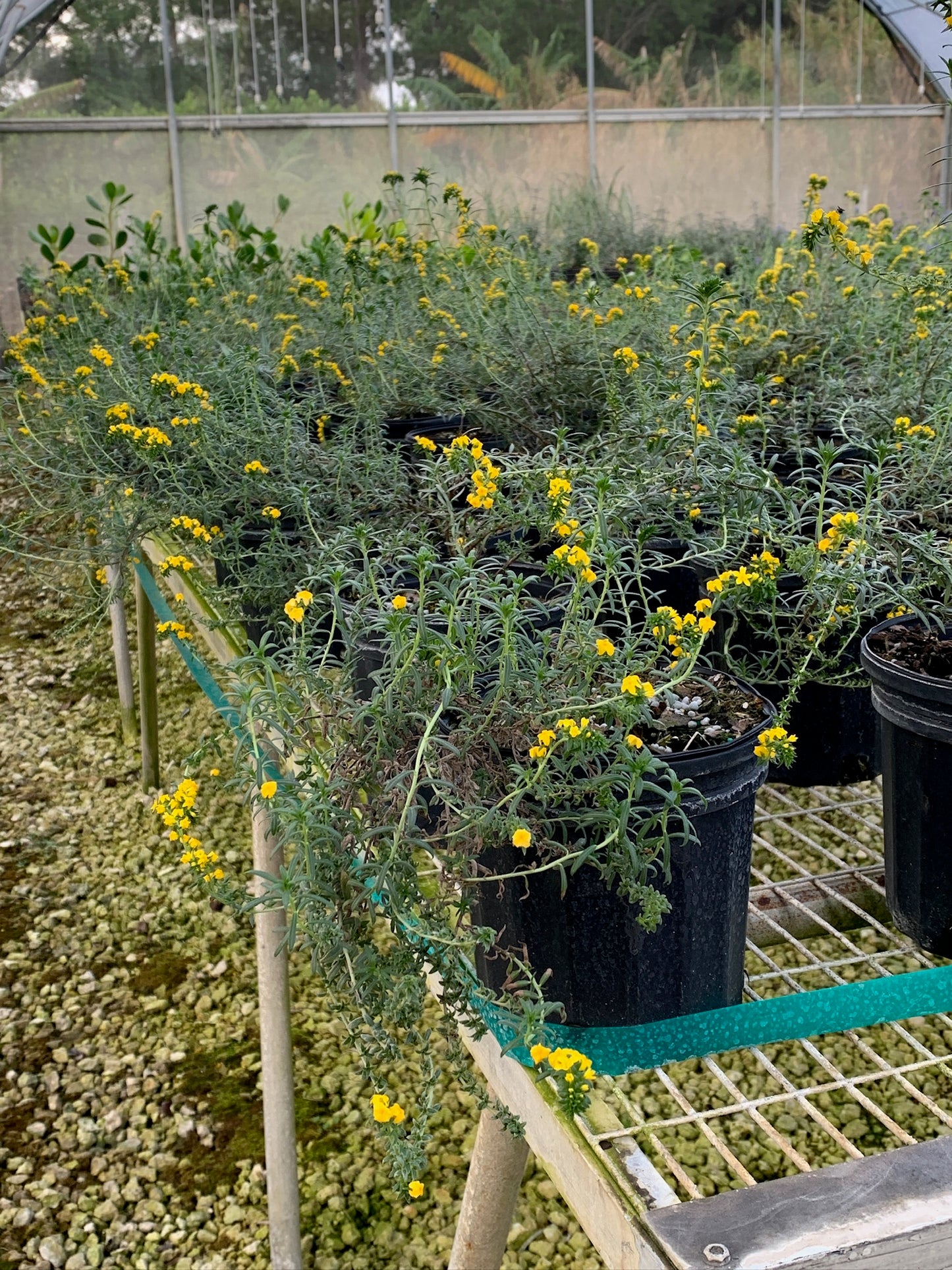 Pineland Heliotrope