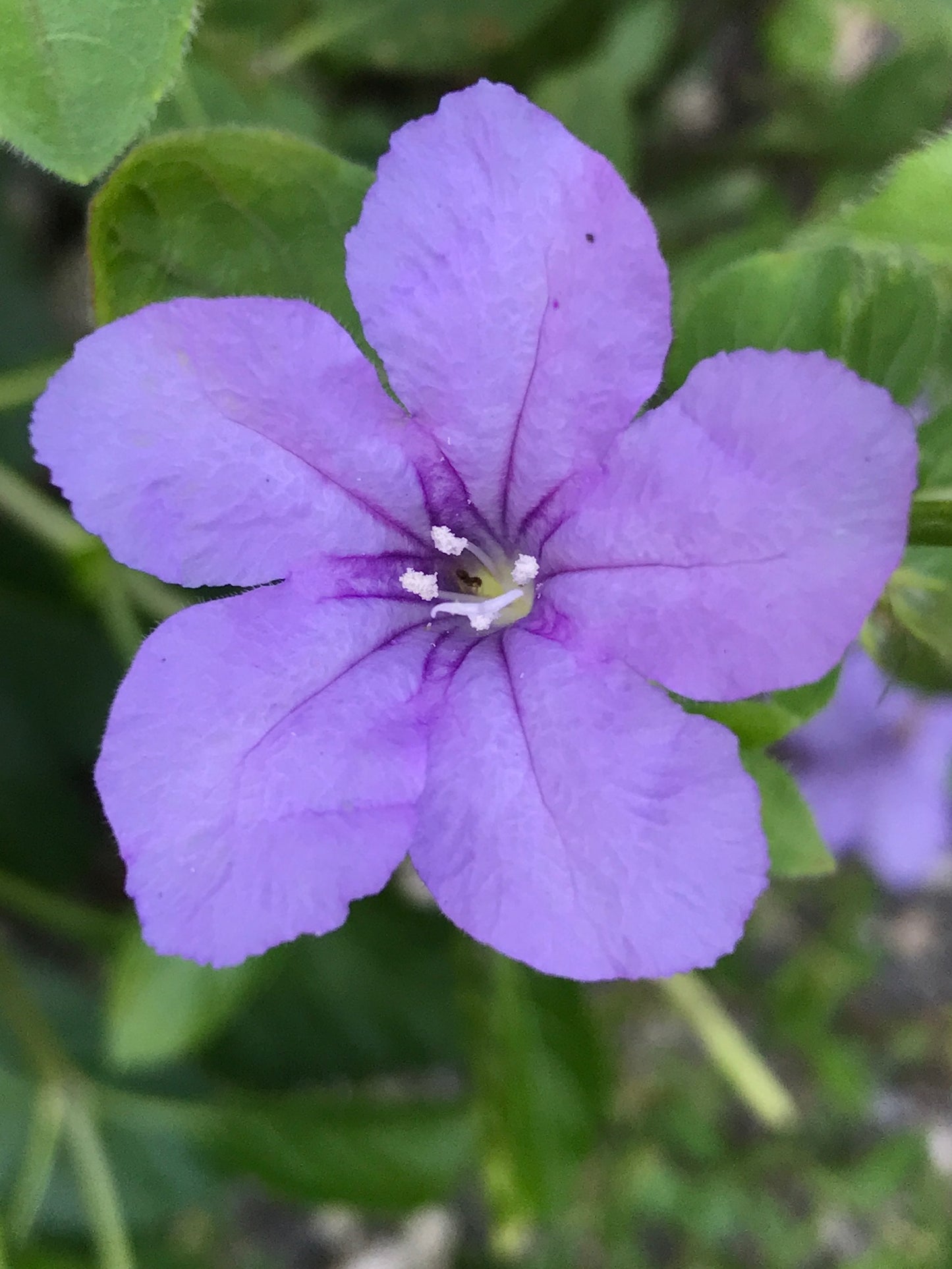 Pineland Petunia