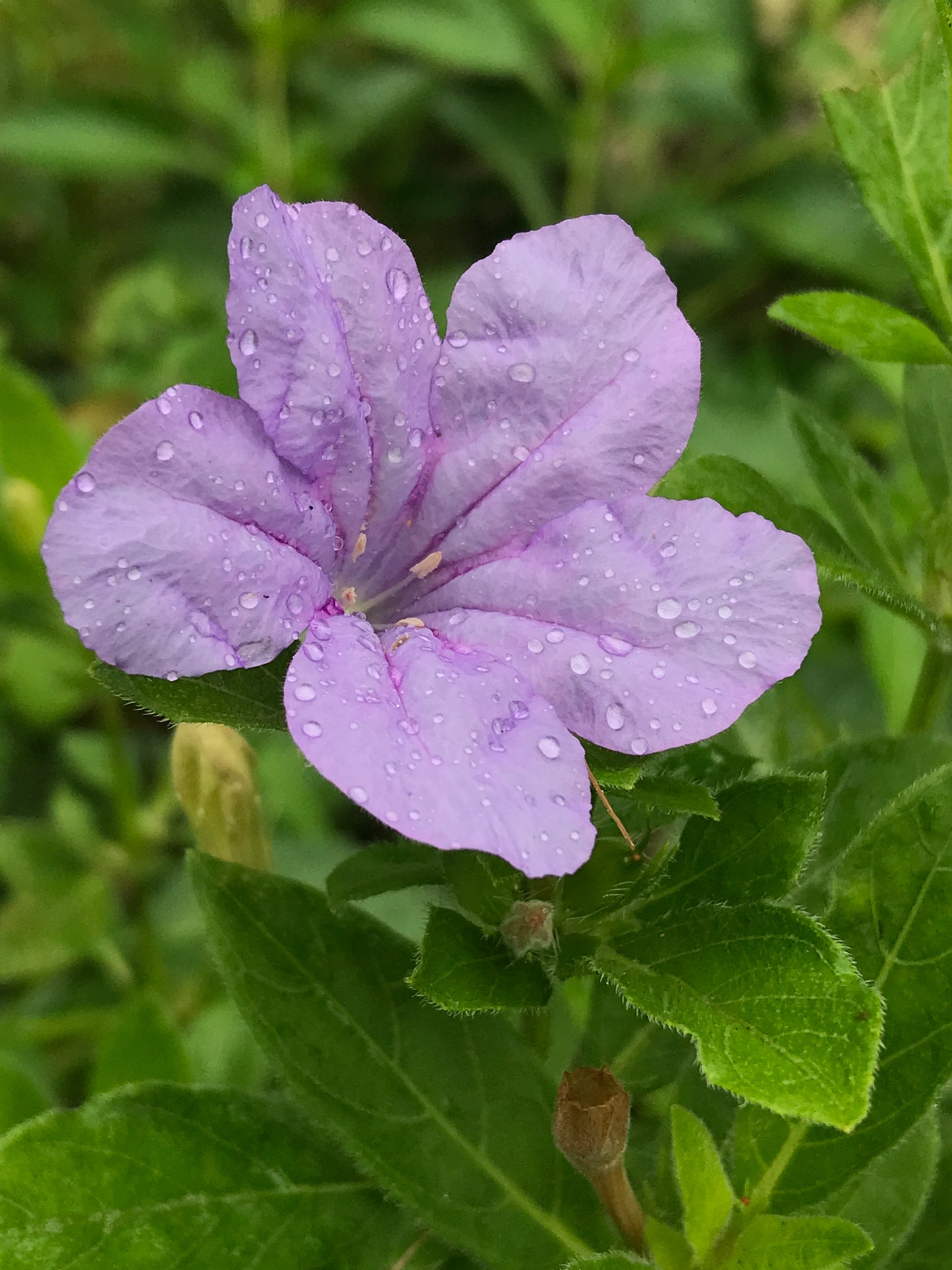 Pineland Petunia