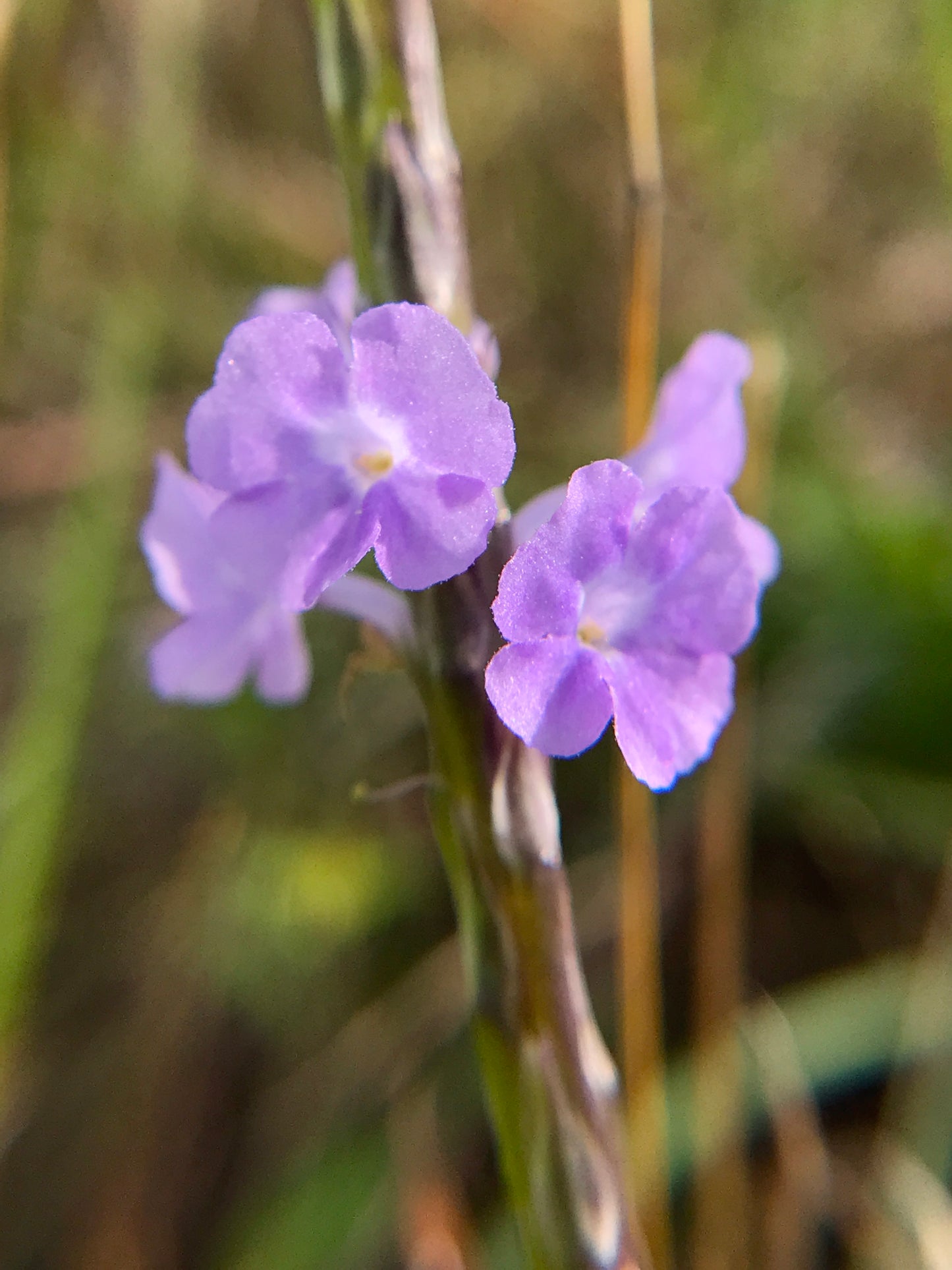 Blue Porterweed