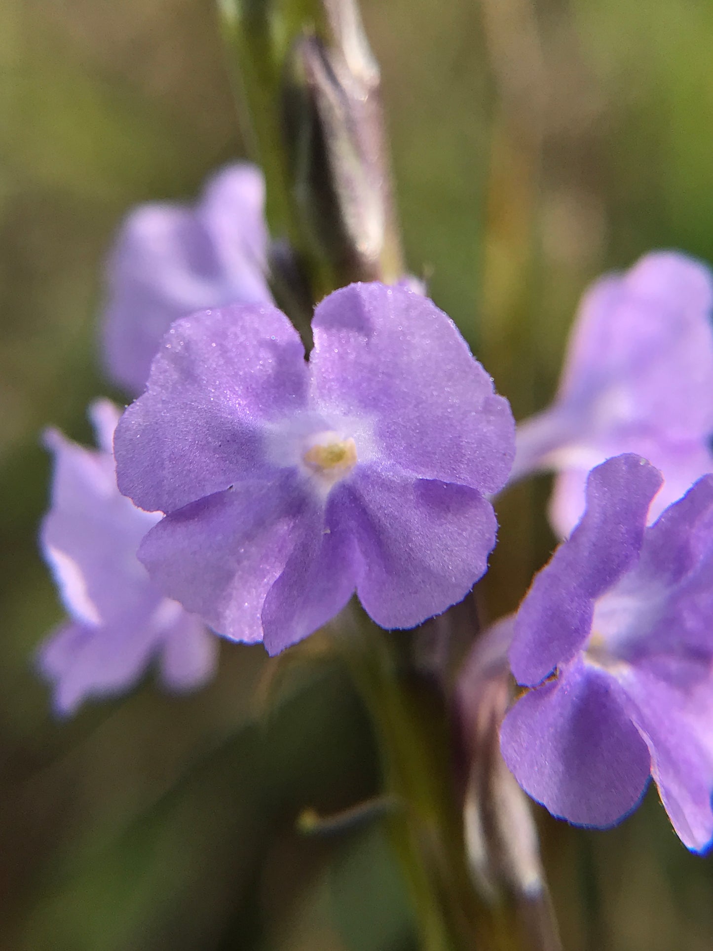Blue Porterweed