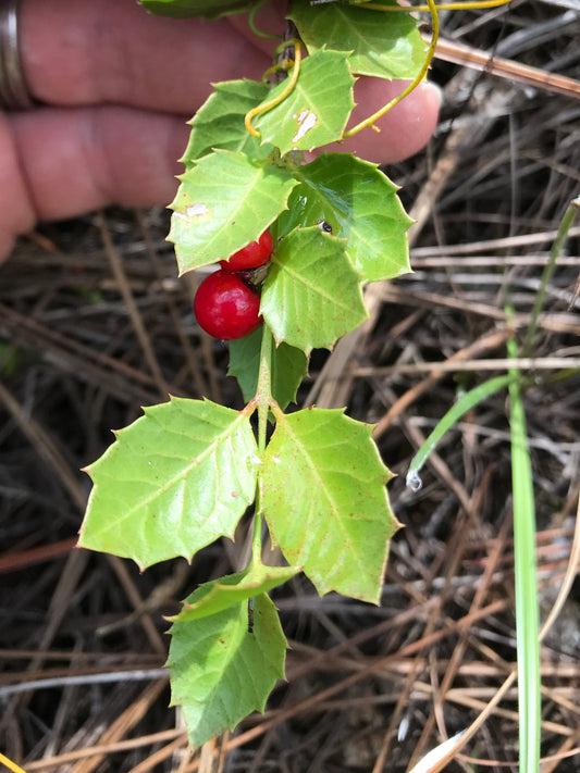 Quailberry
