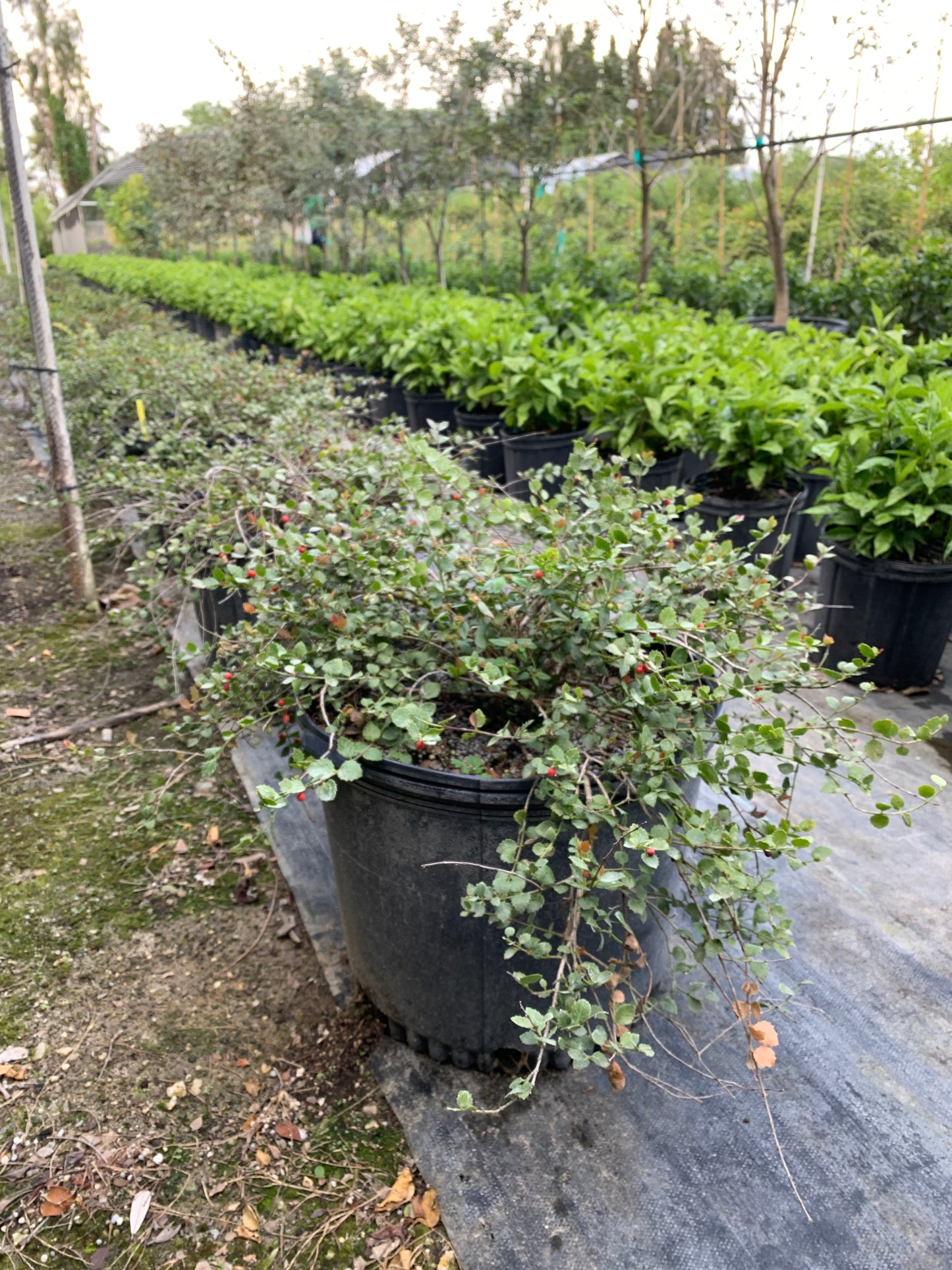 Quailberry