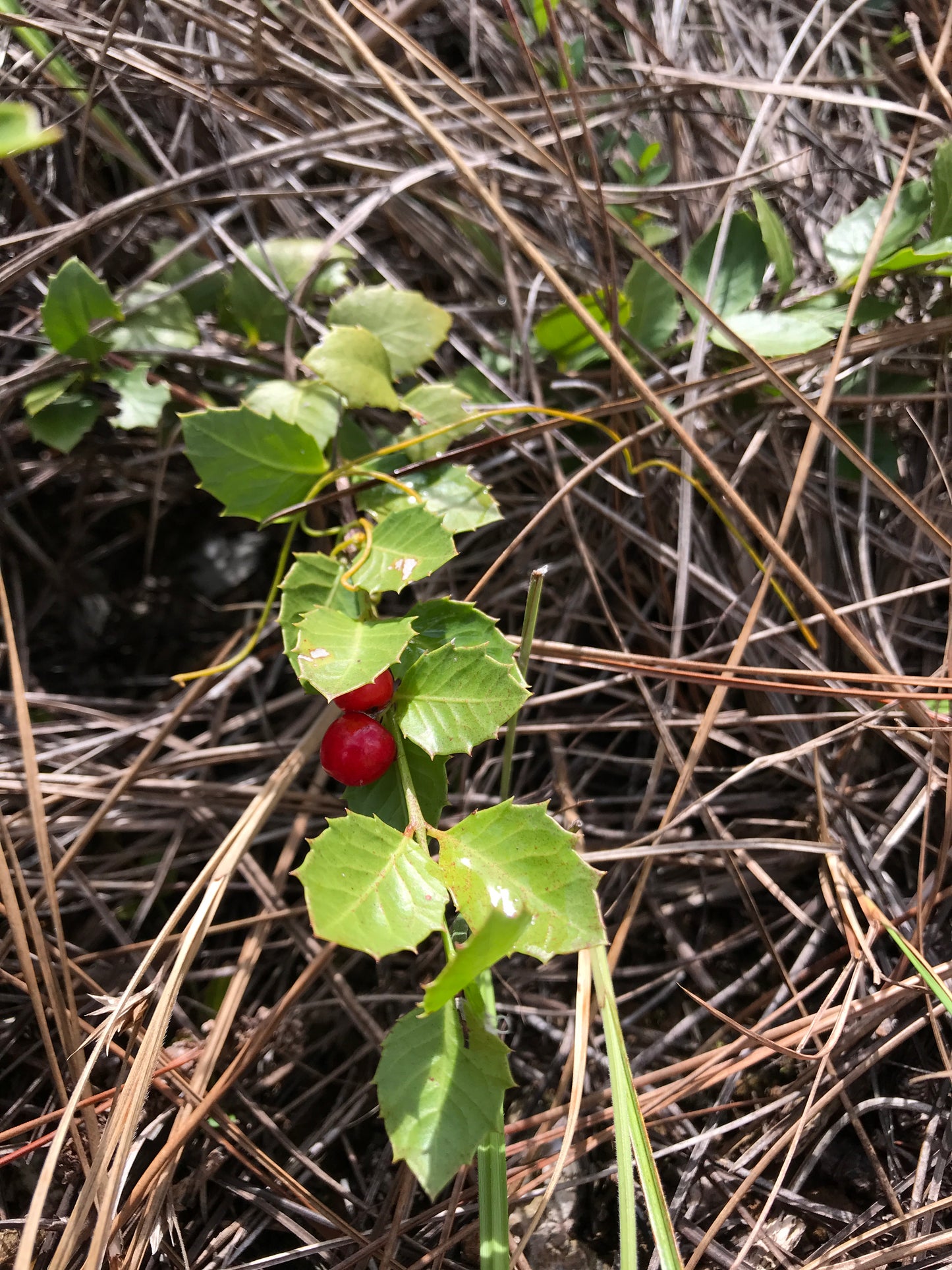 Quailberry