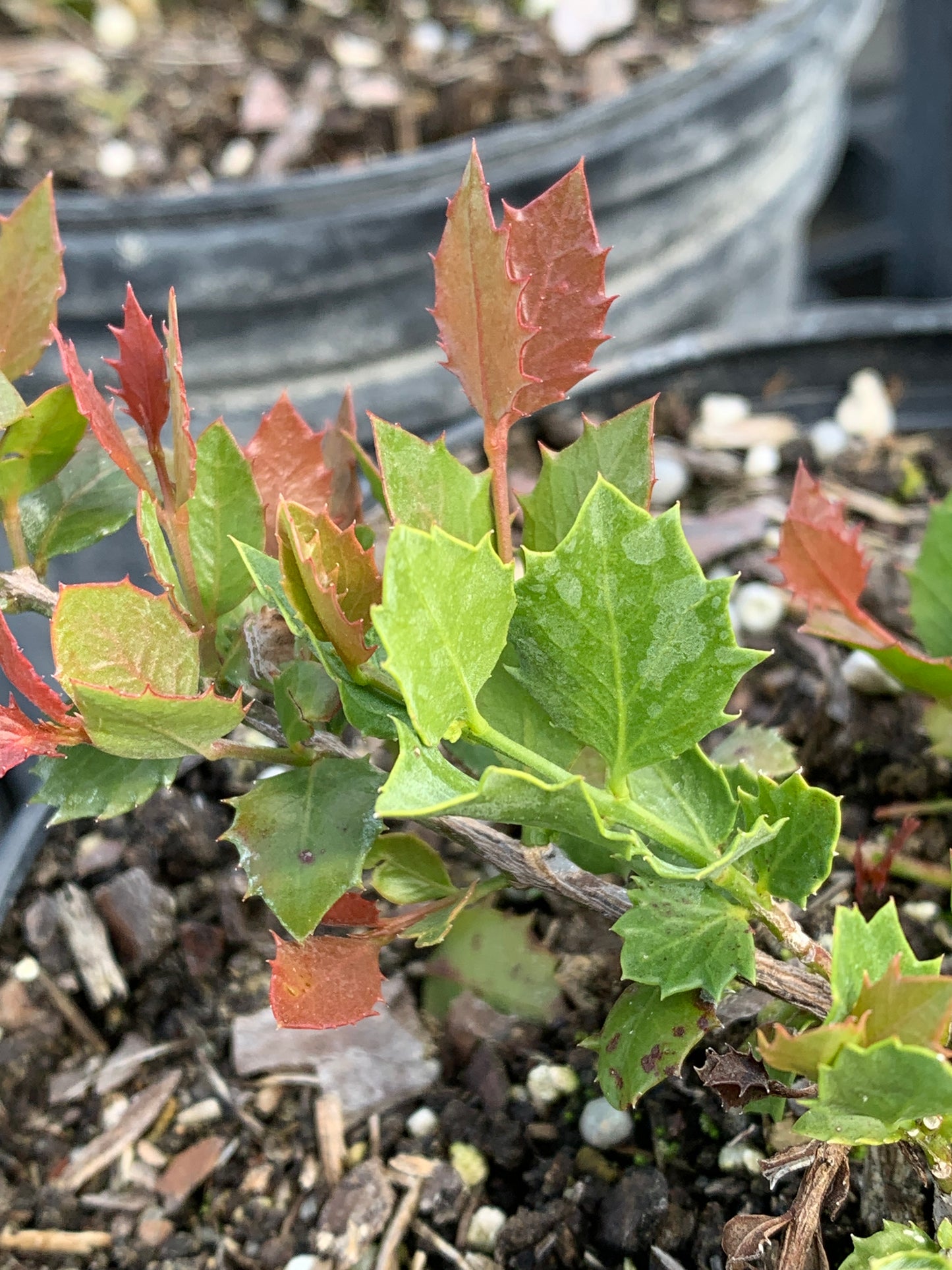 Quailberry