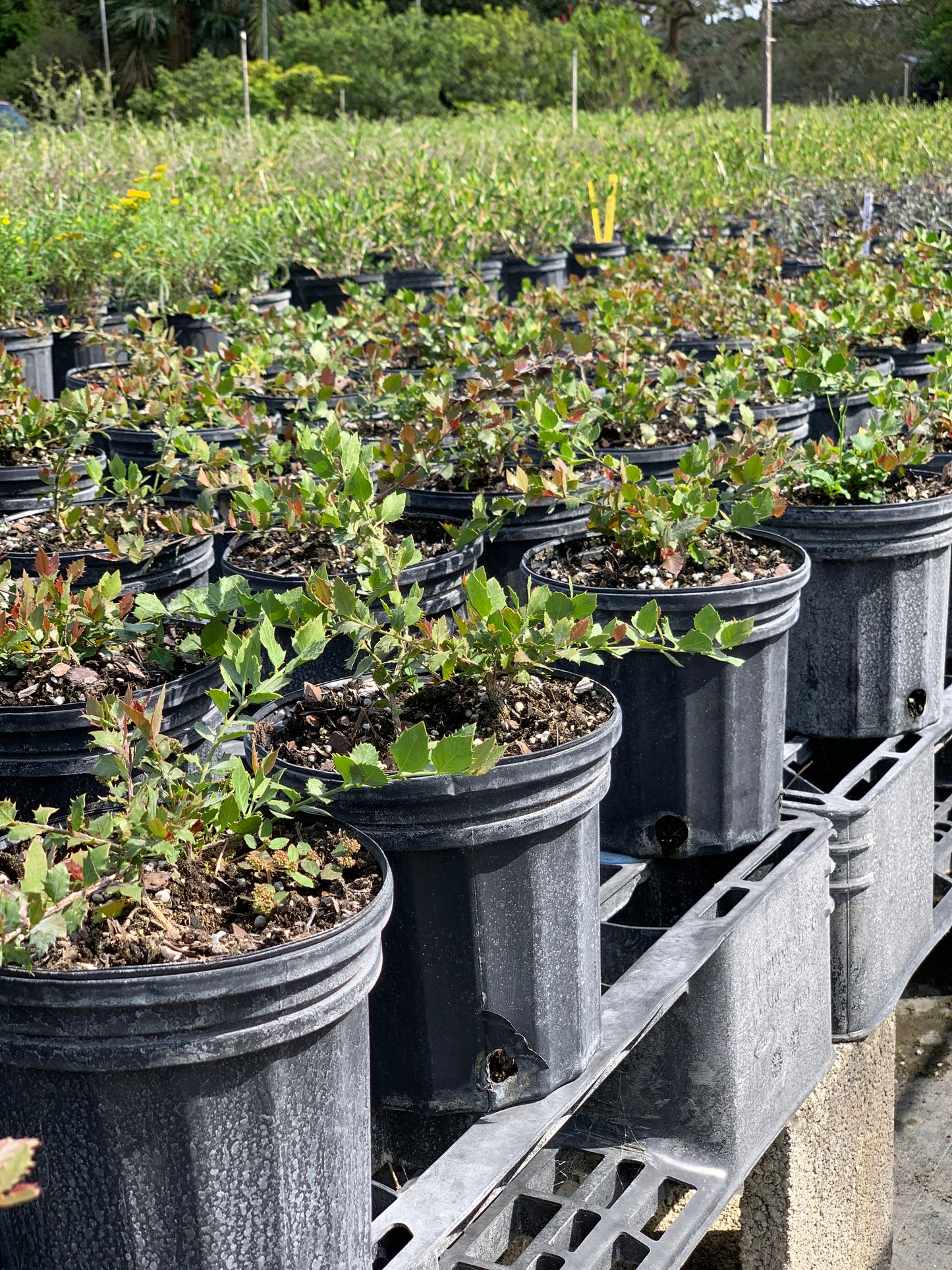 Quailberry