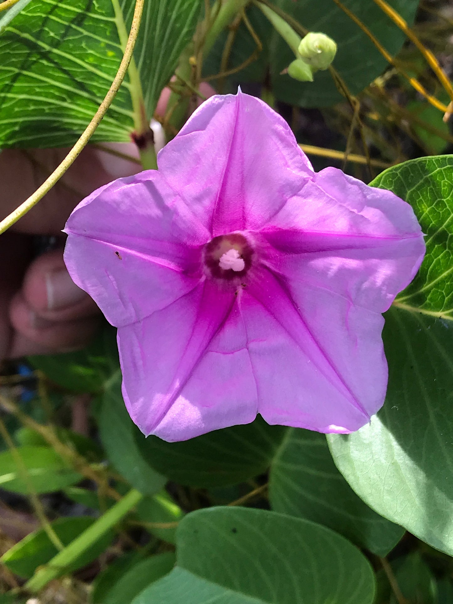 Railroad Vine