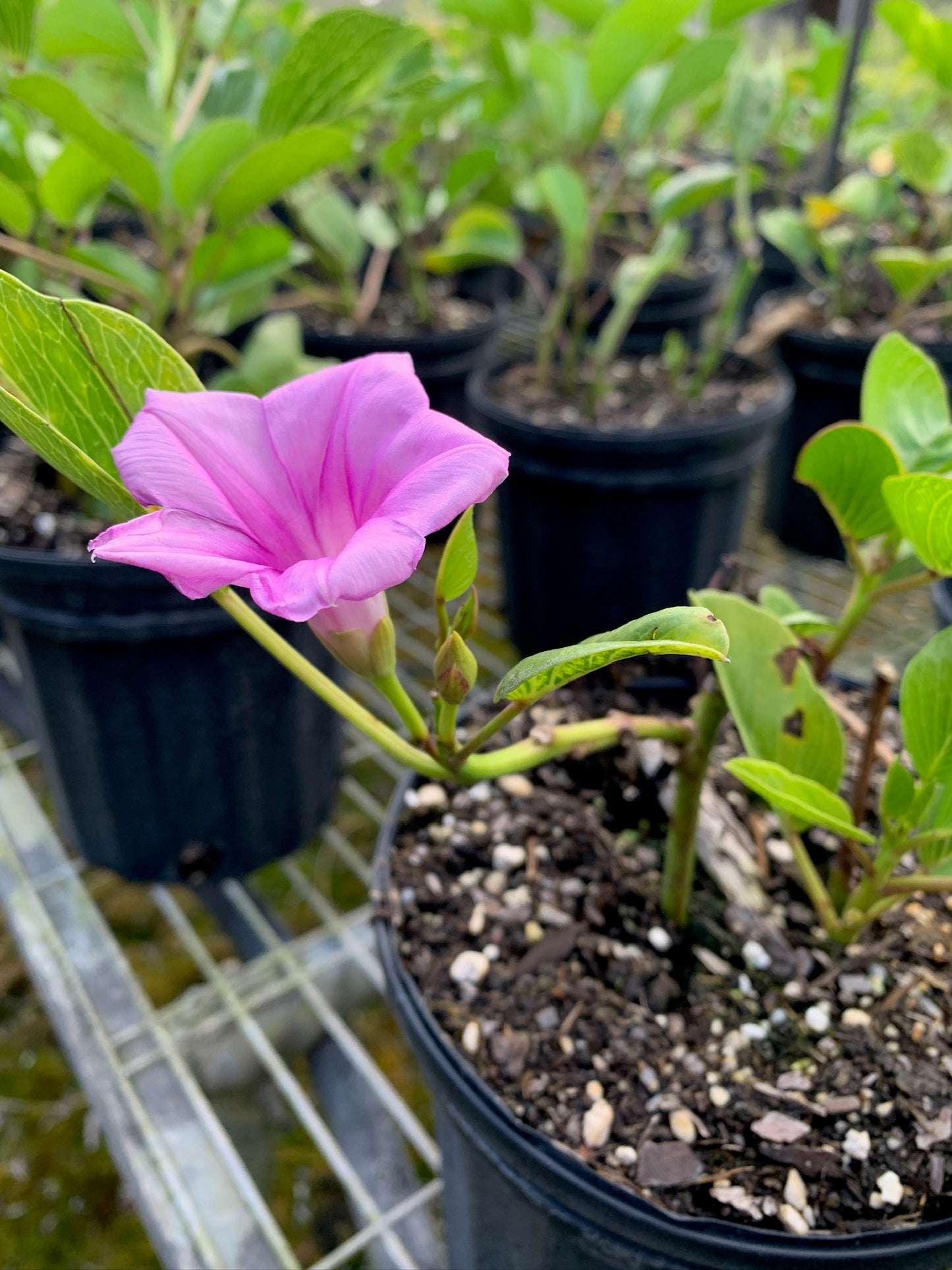 Railroad Vine