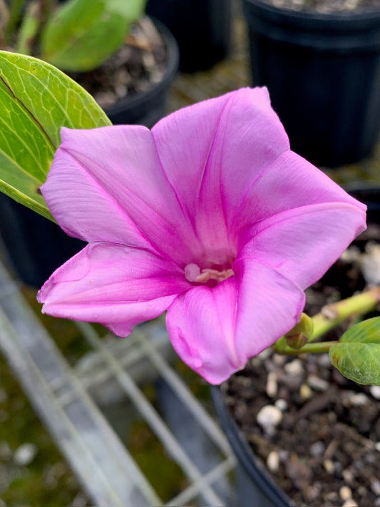 Railroad Vine