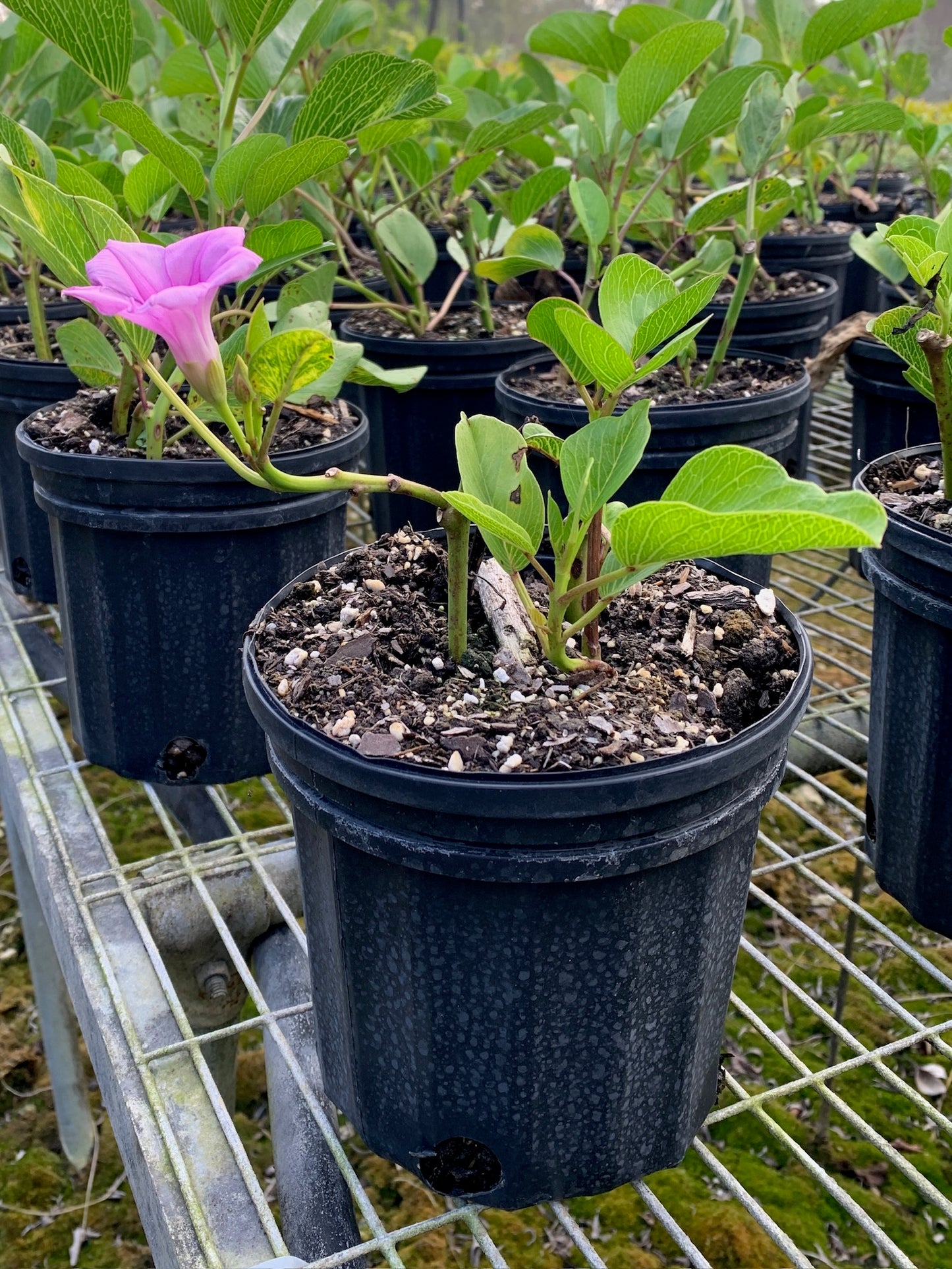Railroad Vine