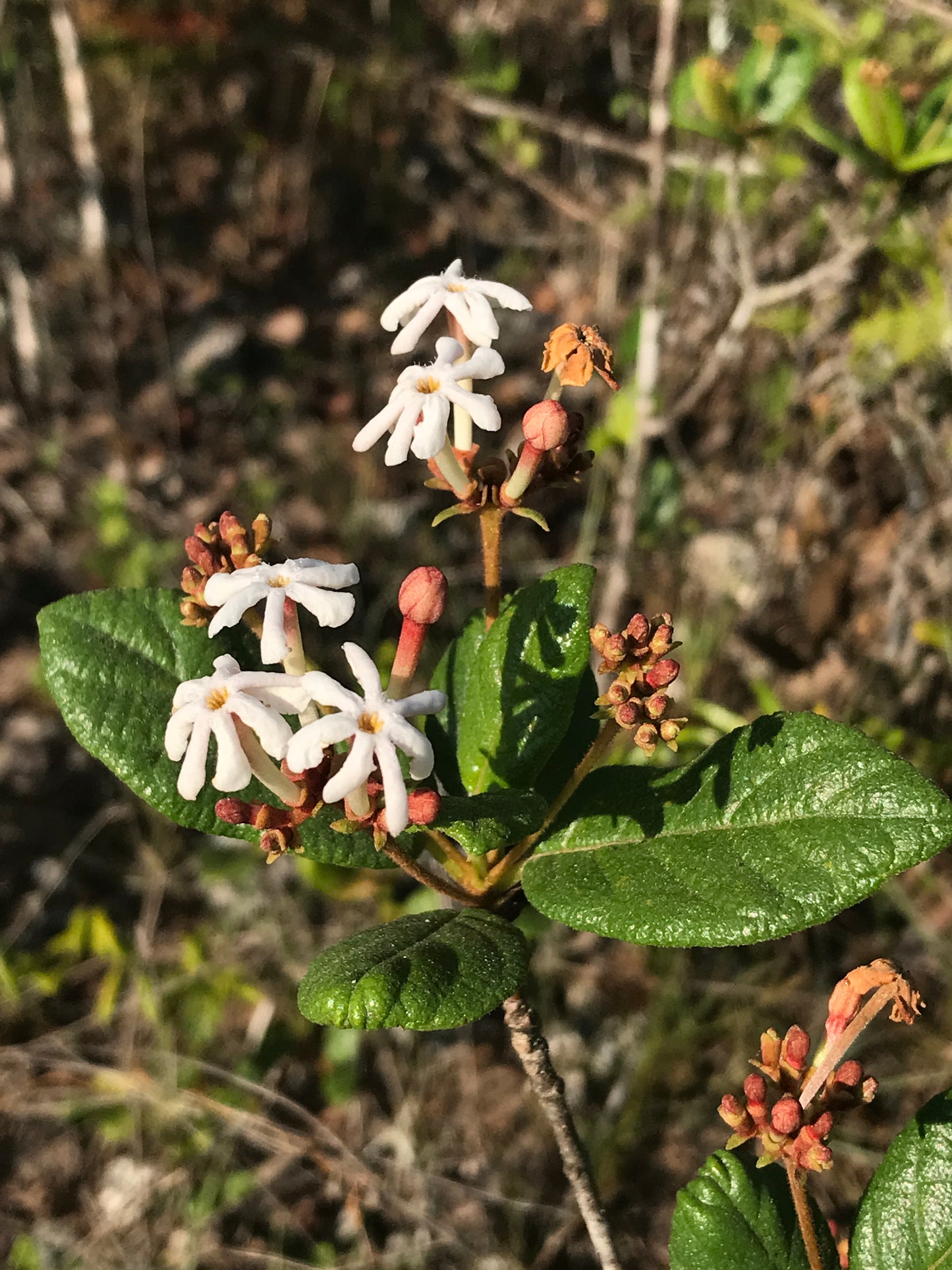 Rough Velvetseed