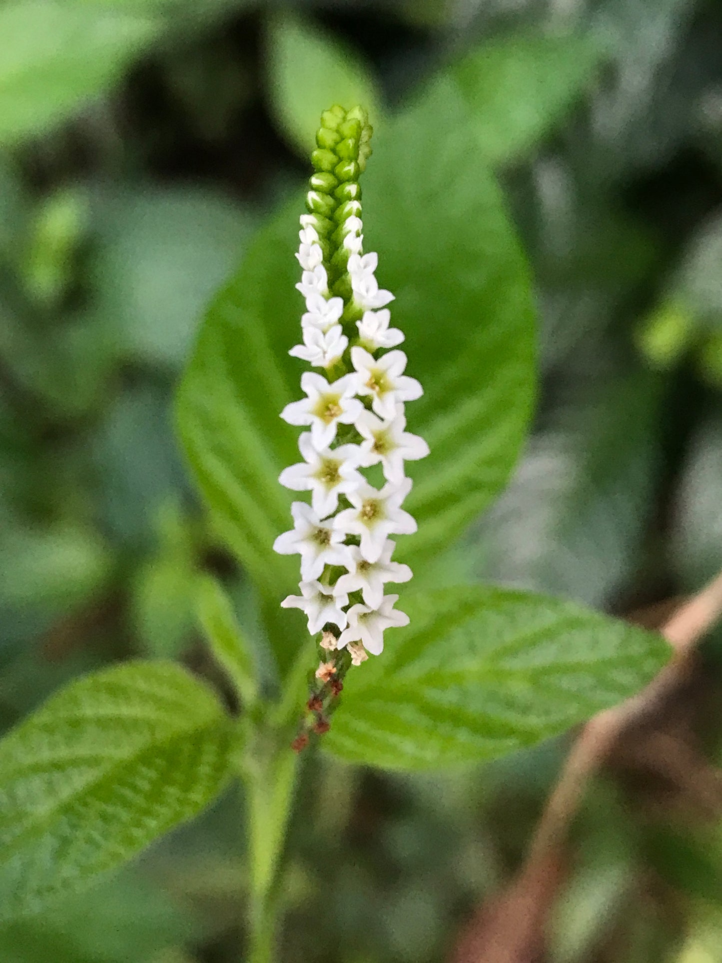 Scorpiontail